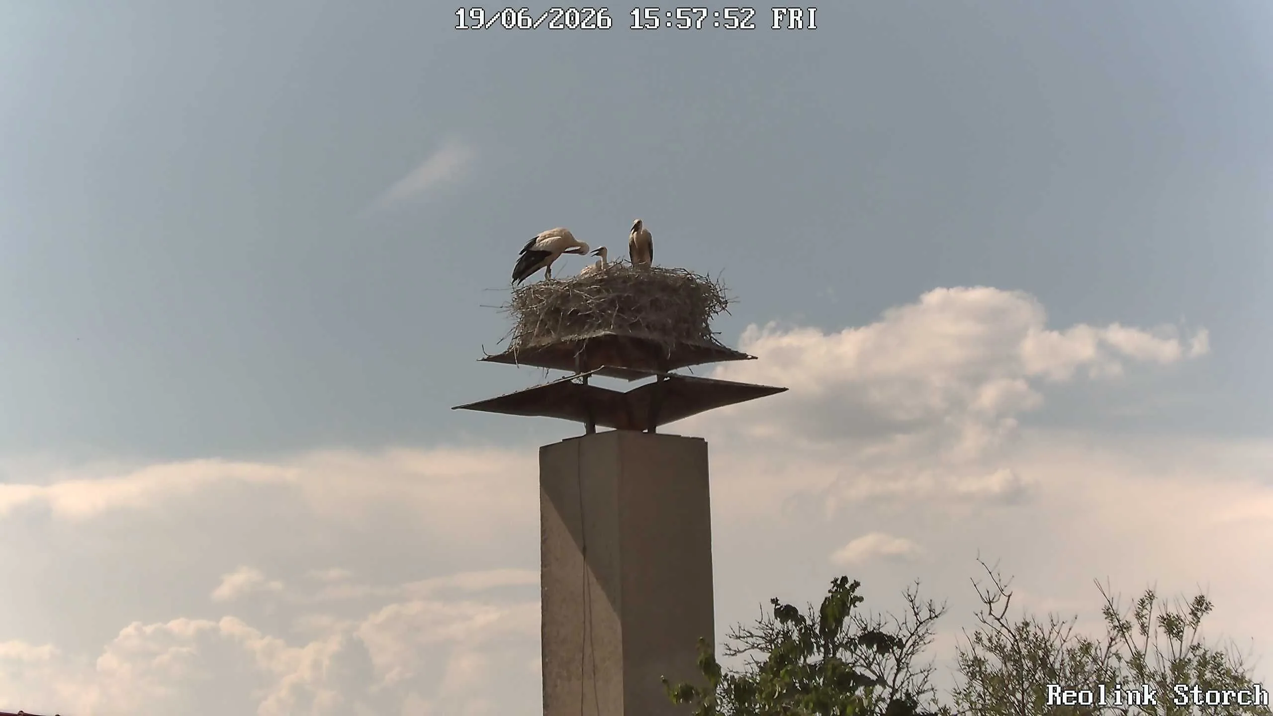 Storchencam Bild