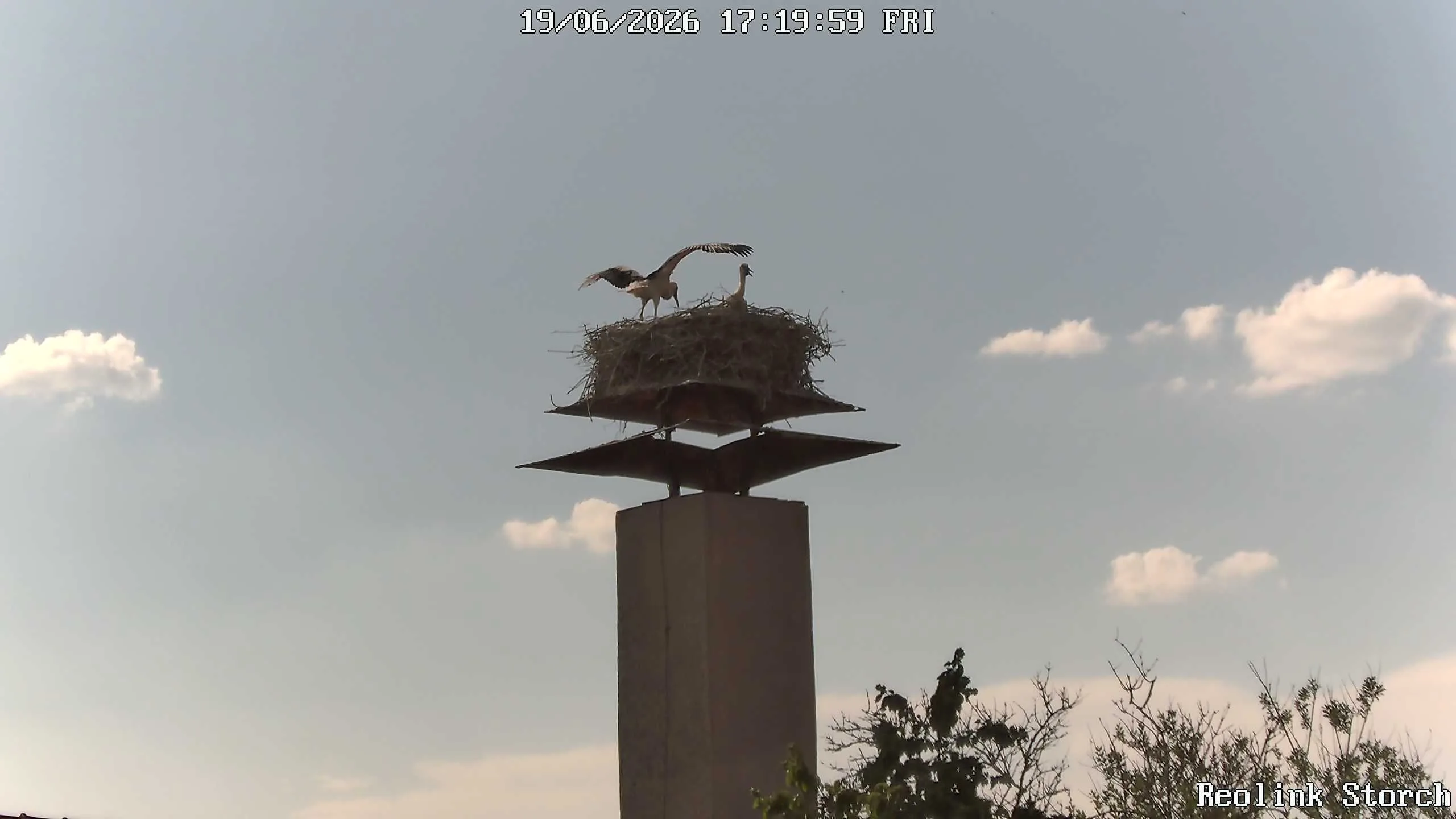 Storchencam Bild