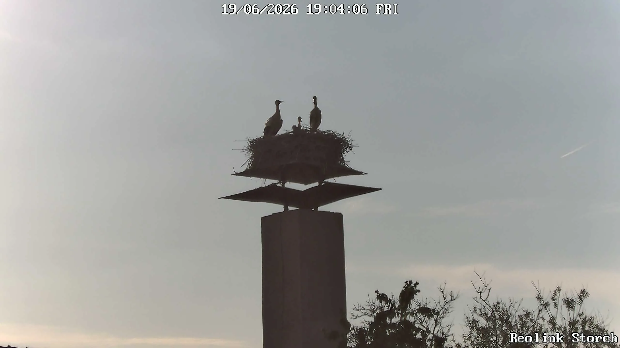 Storchencam Bild