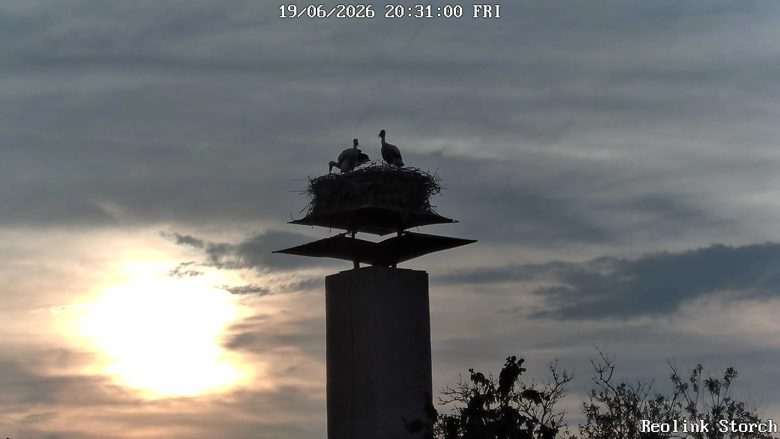 Storchencam Bild