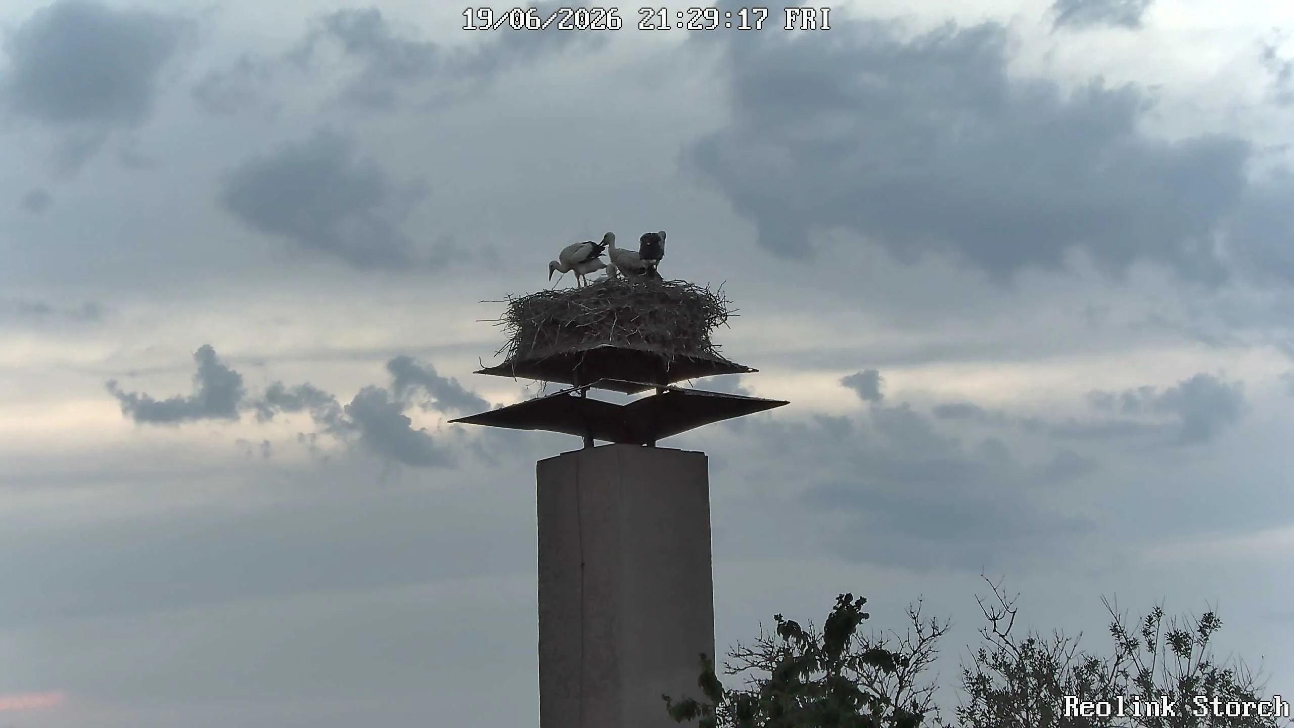 Storchencam Bild