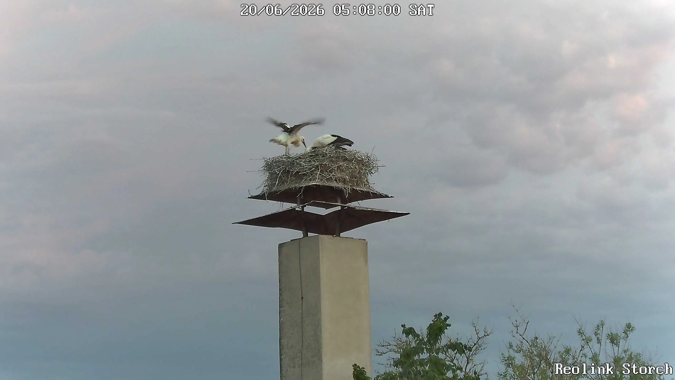 Storchencam Bild
