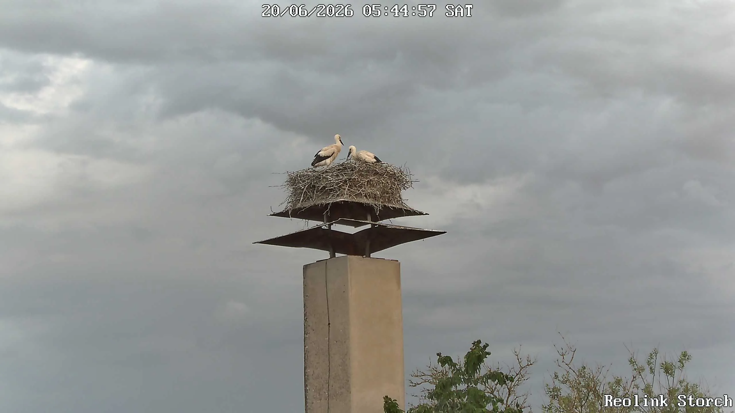 Storchencam Bild