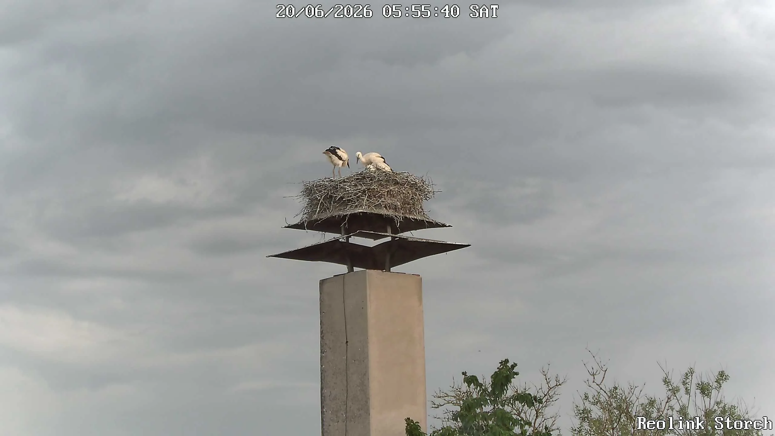 Storchencam Bild