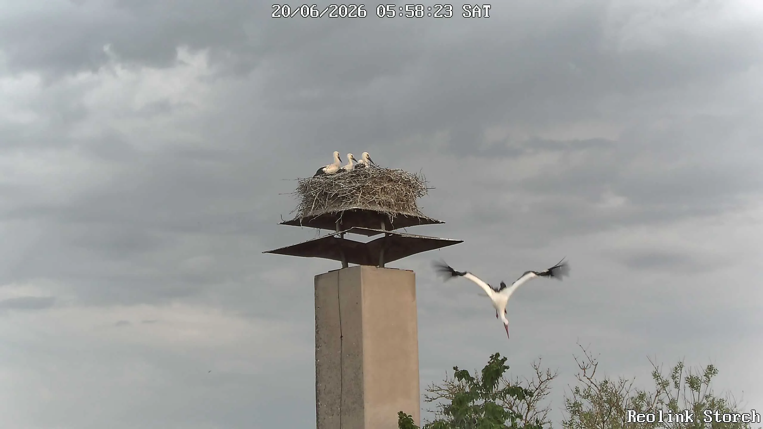 Storchencam Bild