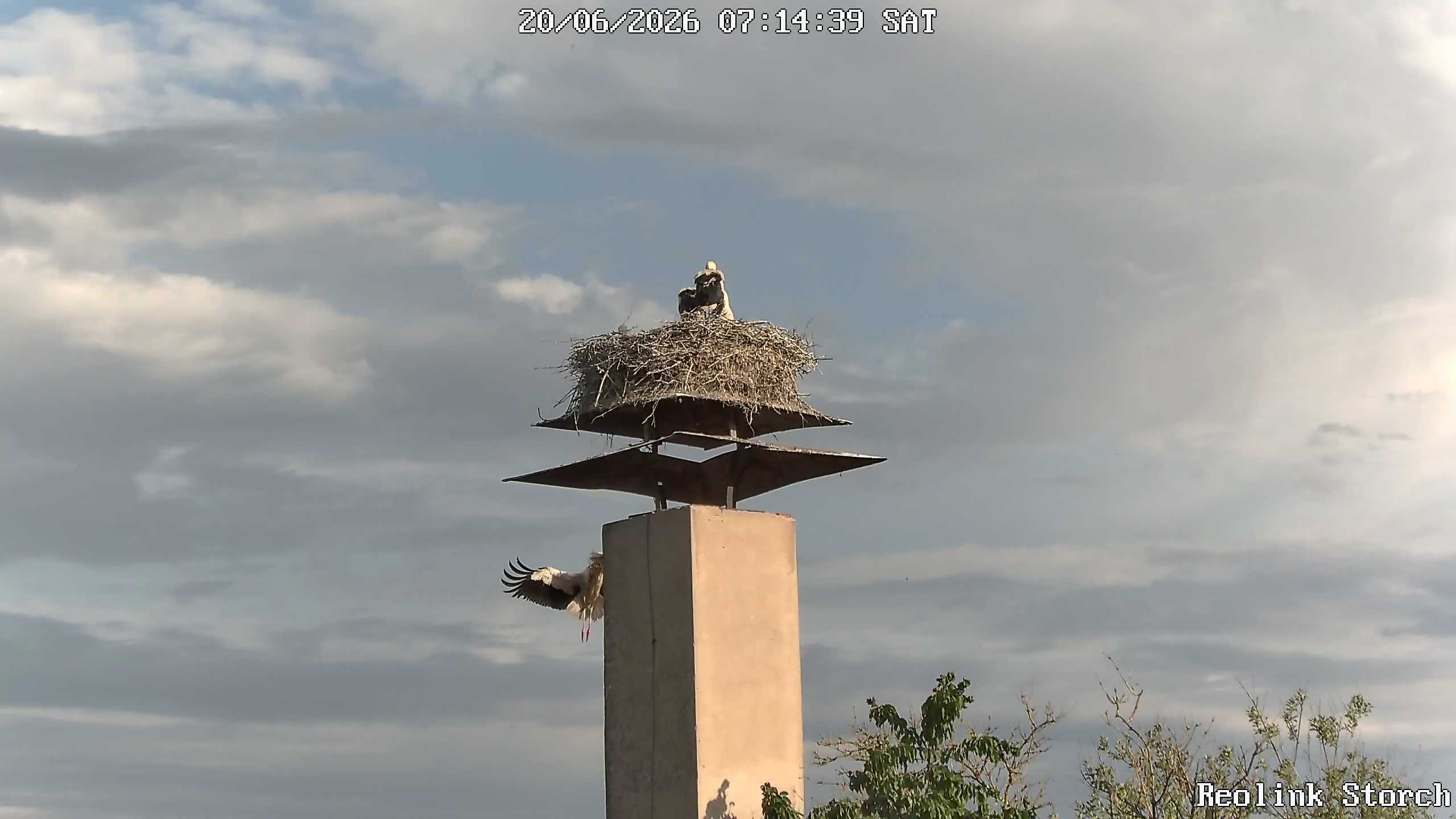 Storchencam Bild