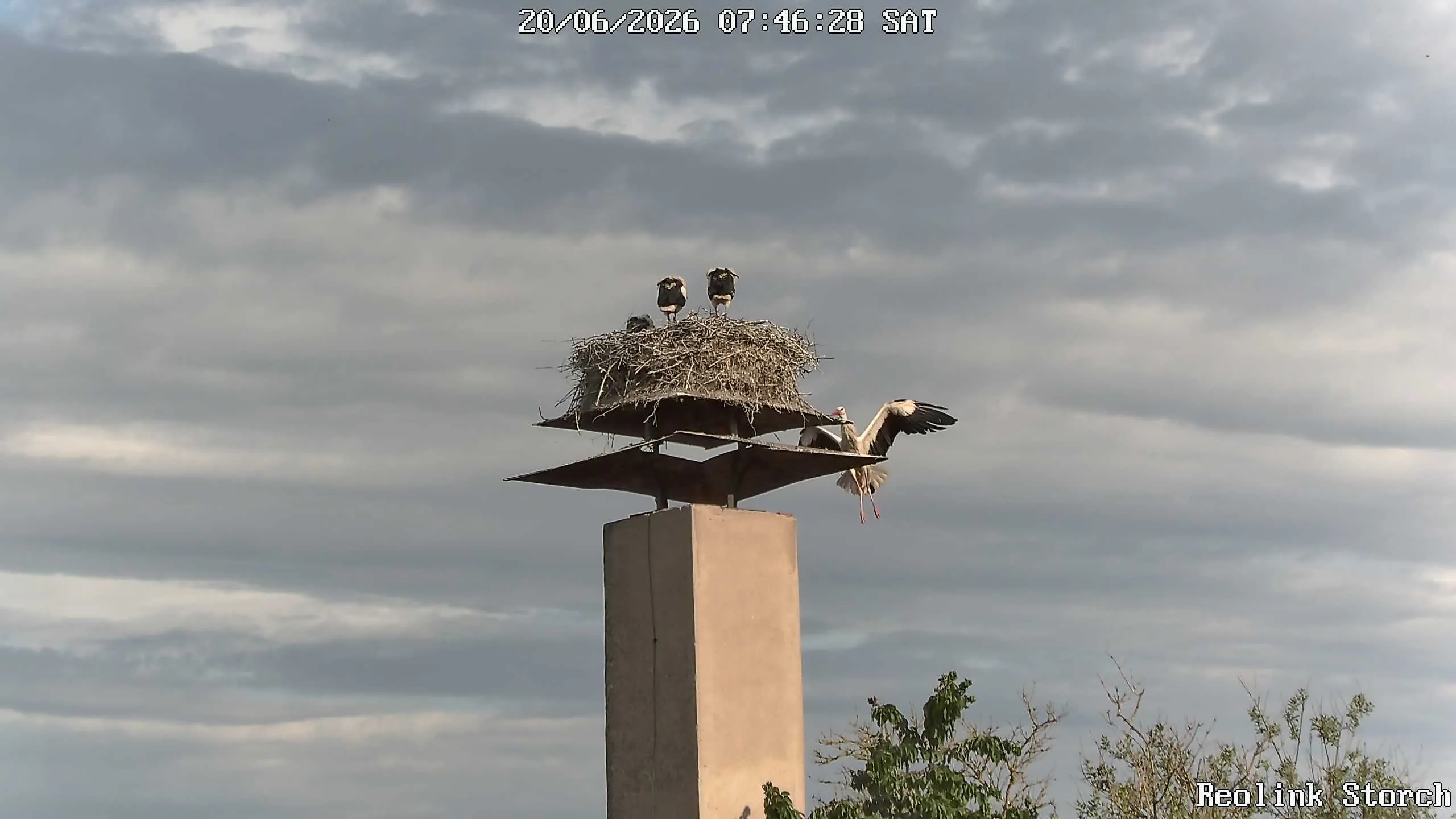 Storchencam Bild