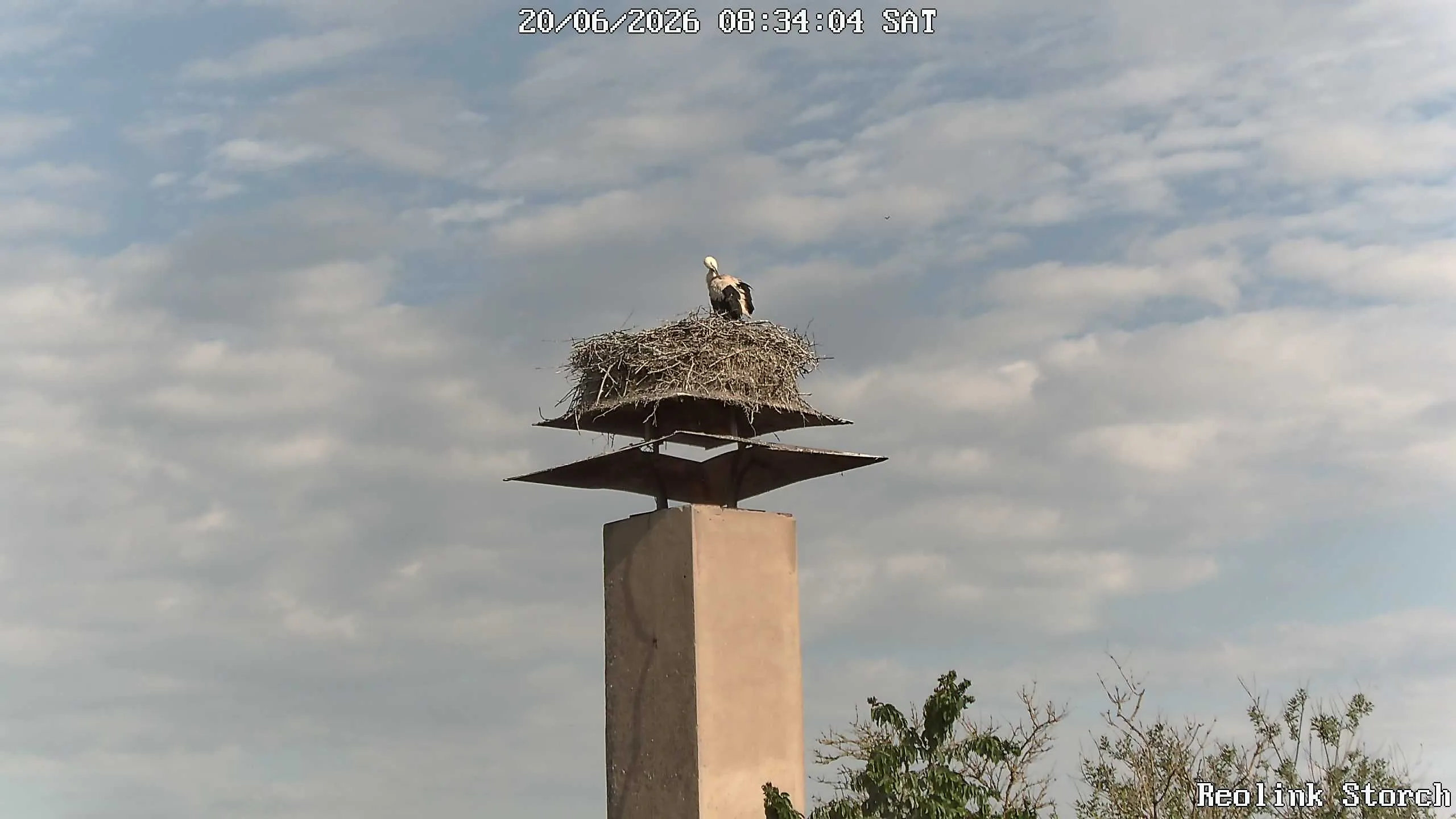 Storchencam Bild