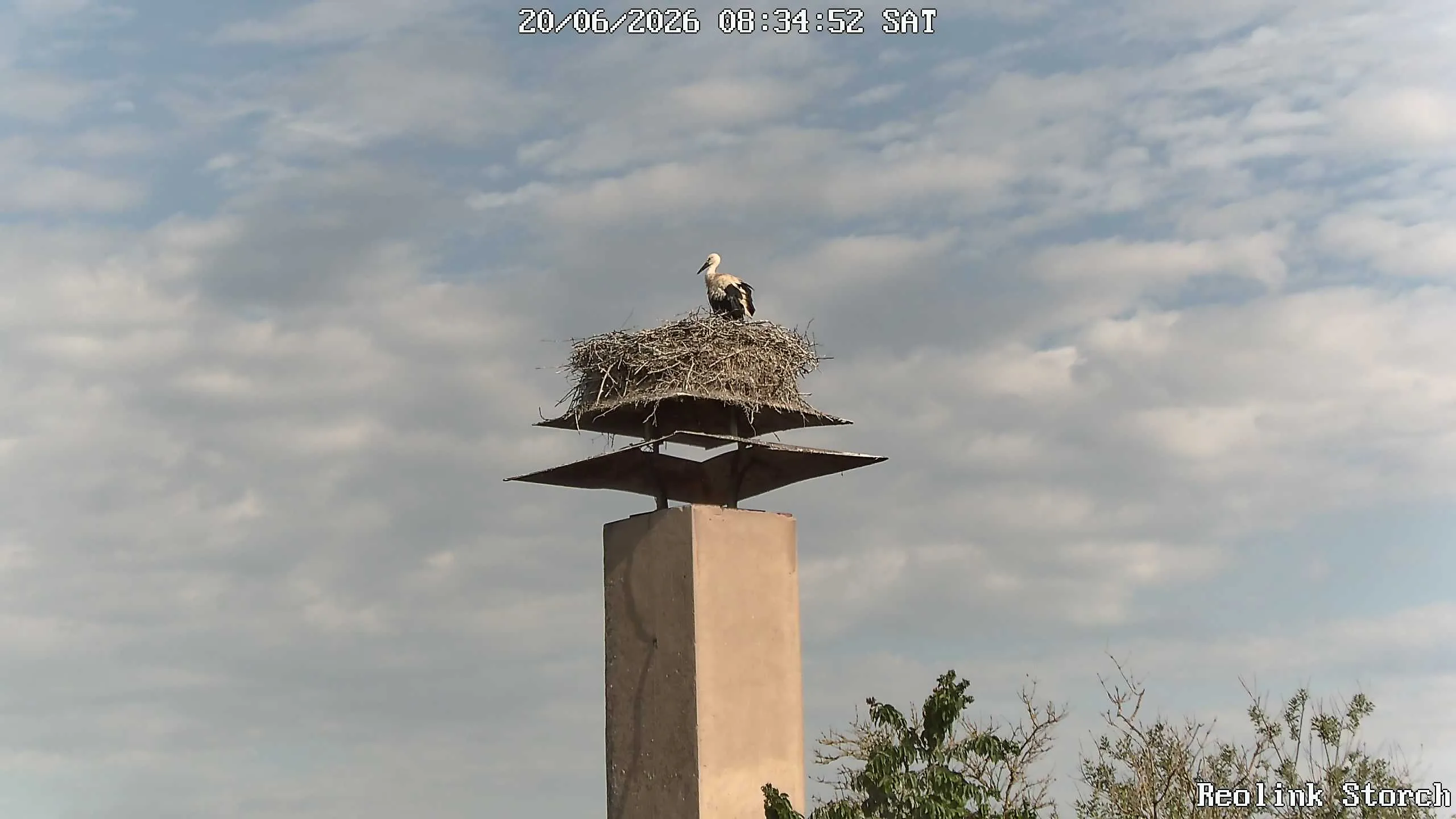 Storchencam Bild