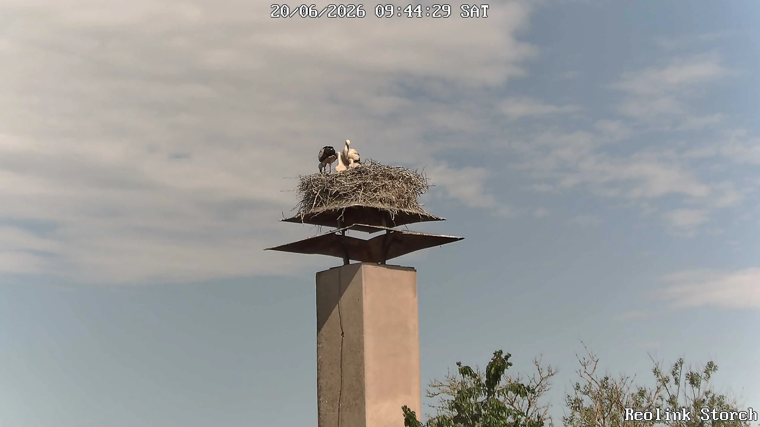 Storchencam Bild
