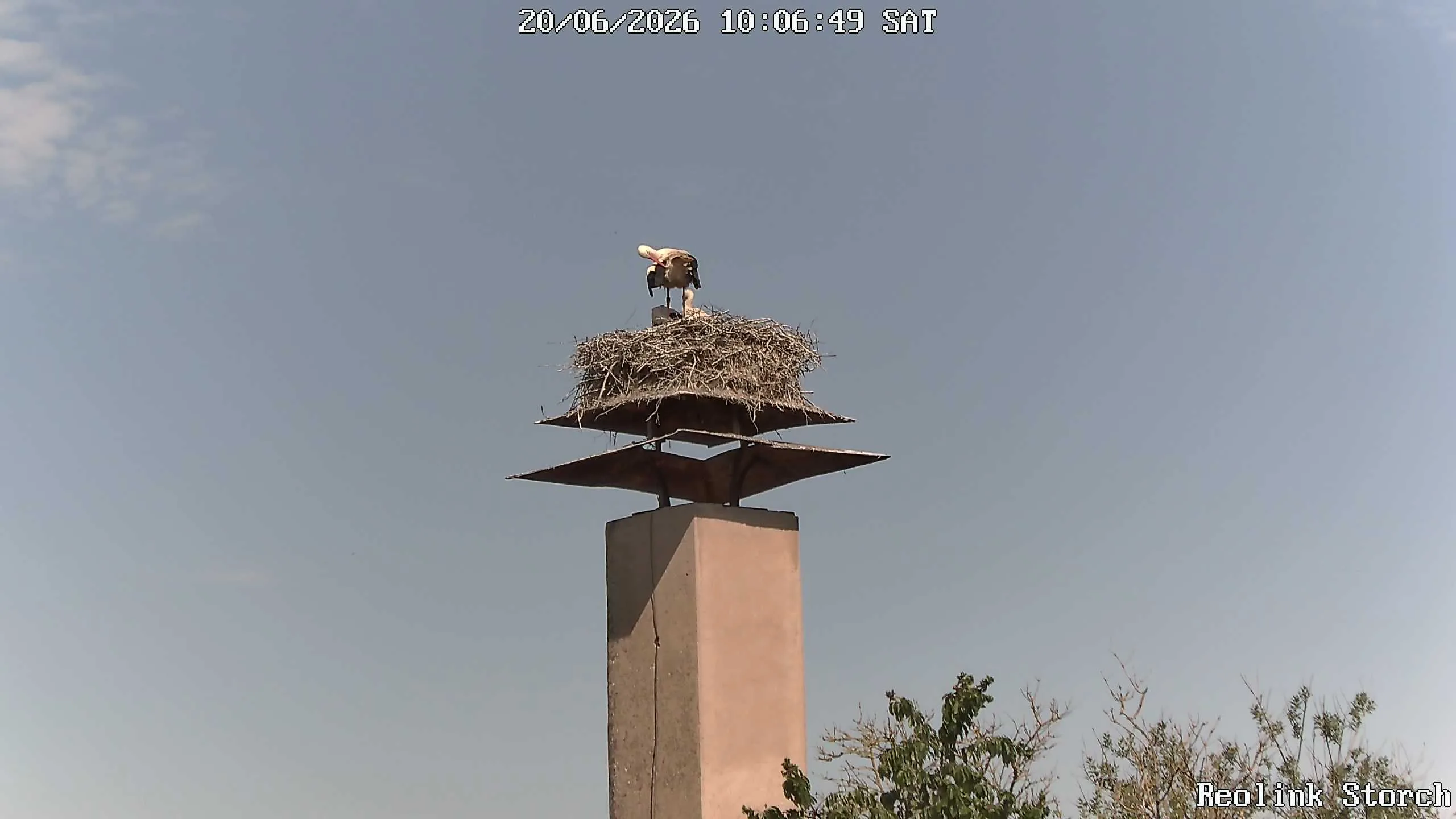 Storchencam Bild