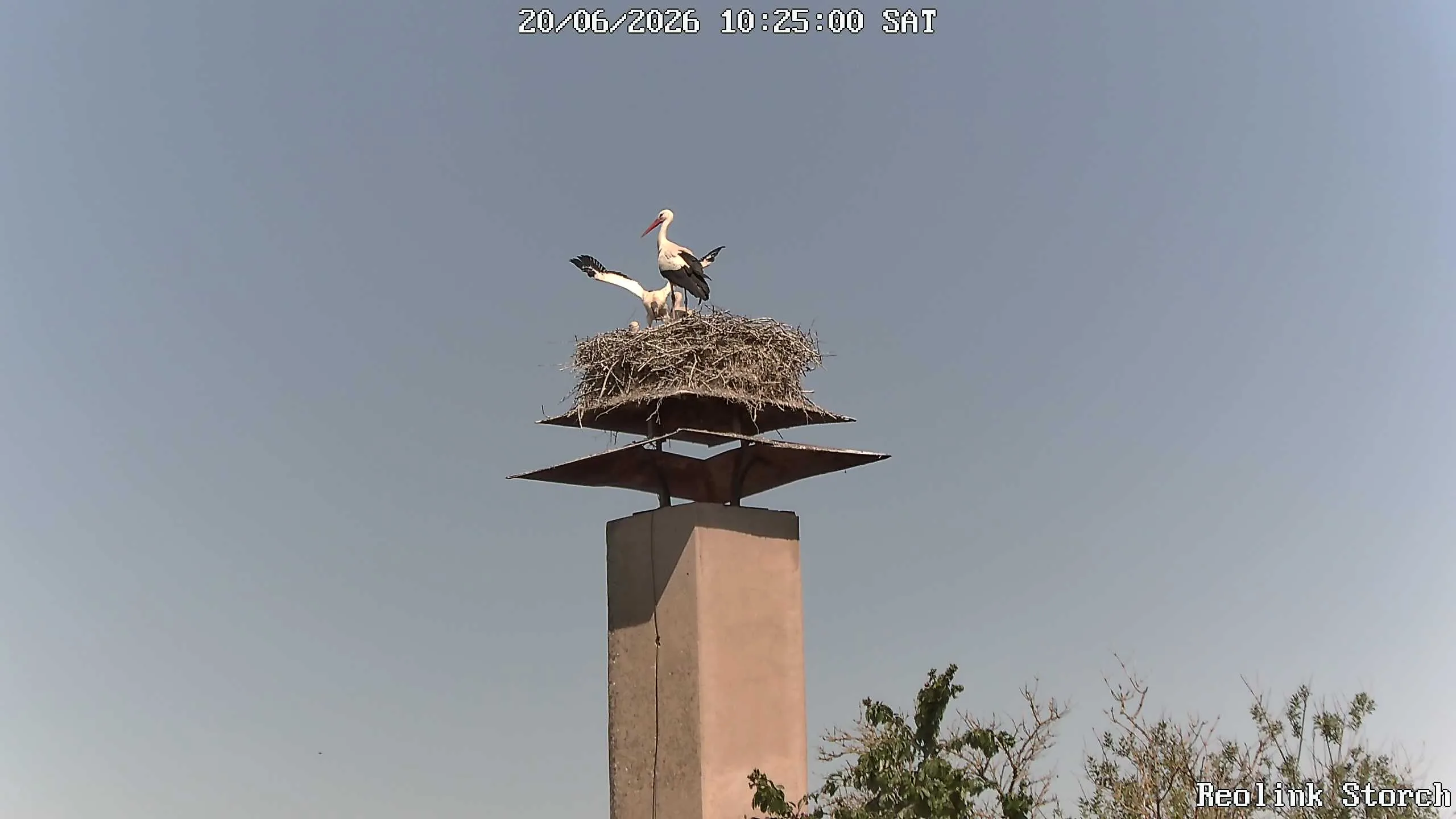 Storchencam Bild