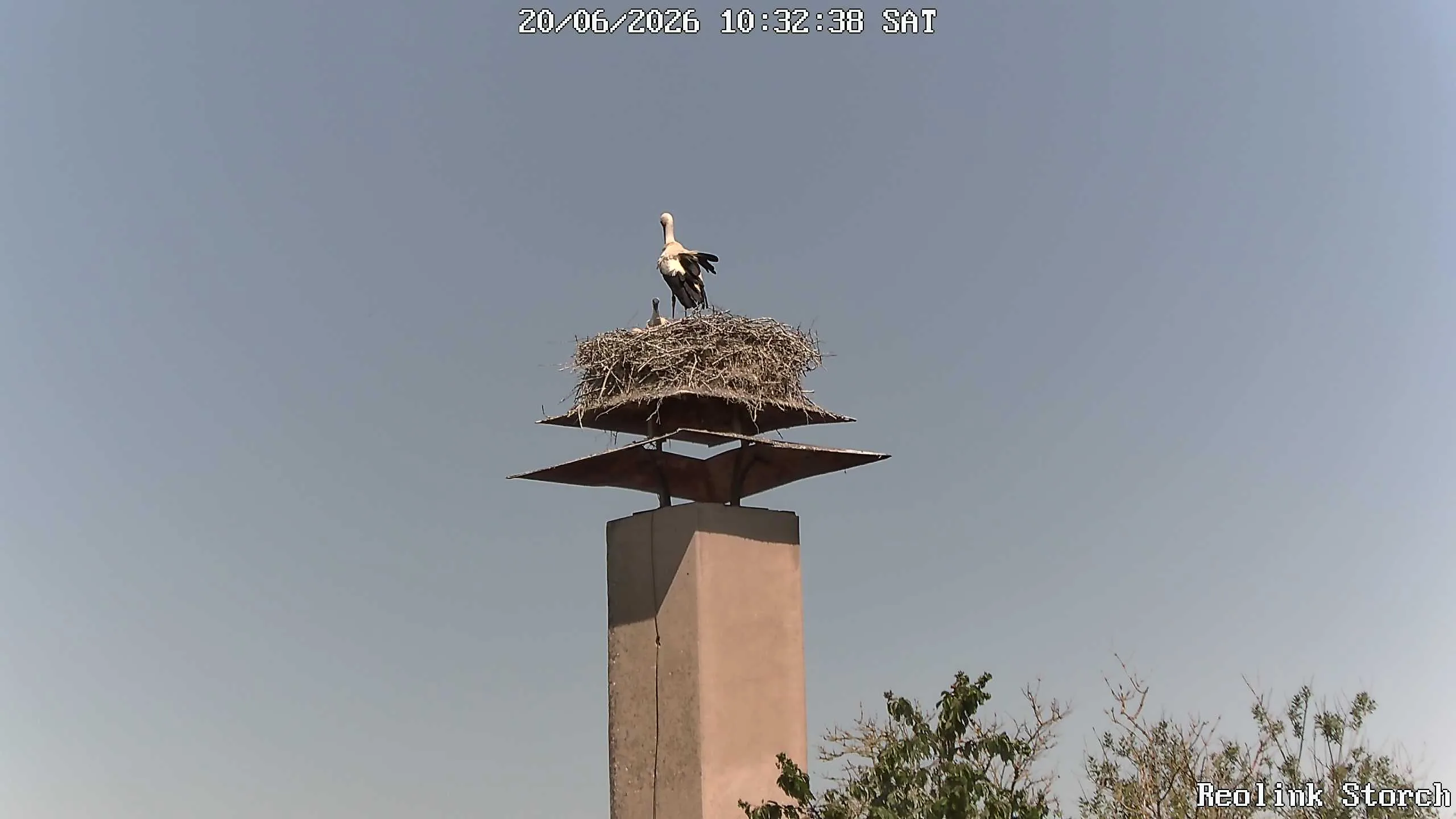 Storchencam Bild
