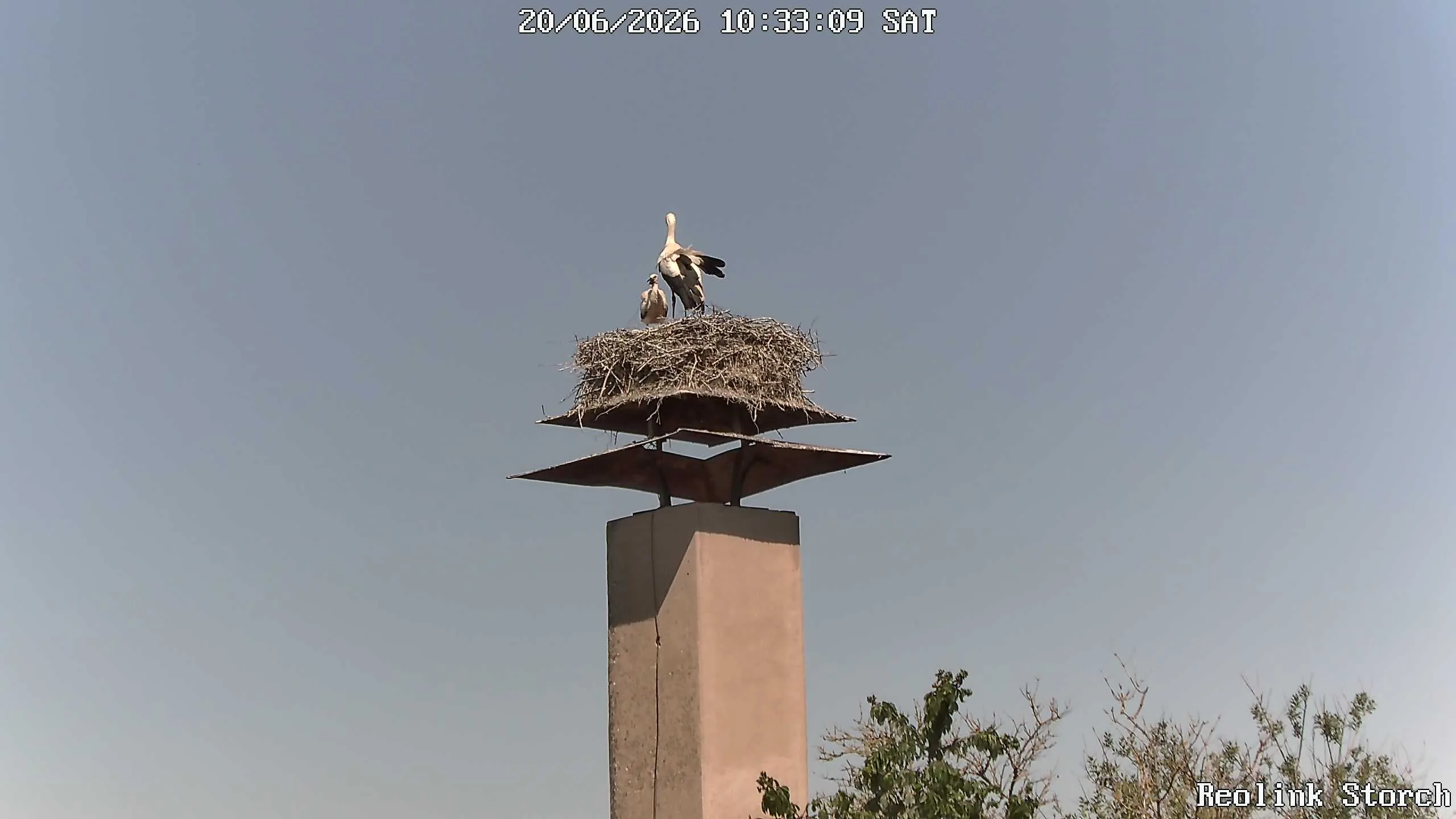 Storchencam Bild