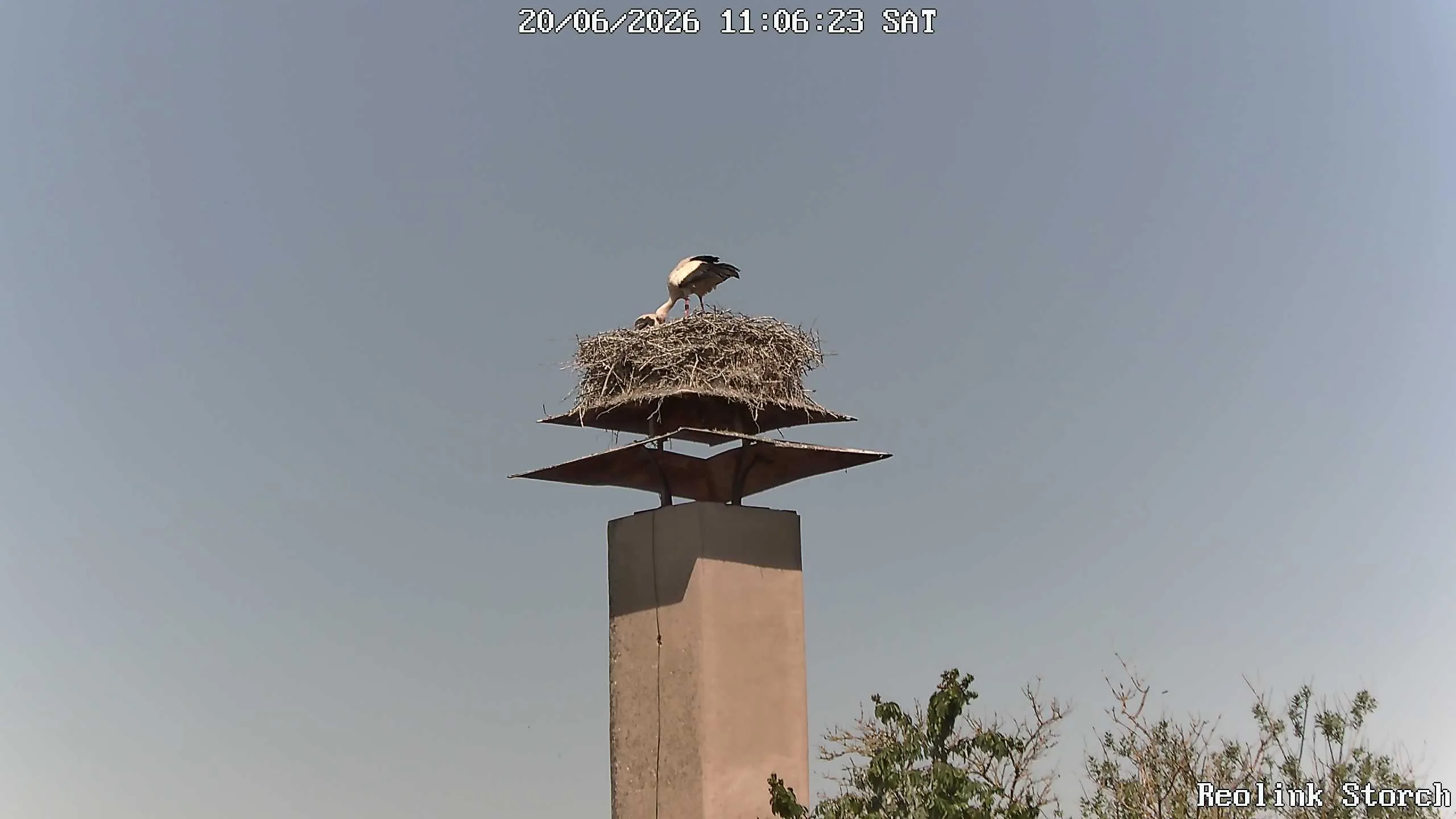 Storchencam Bild