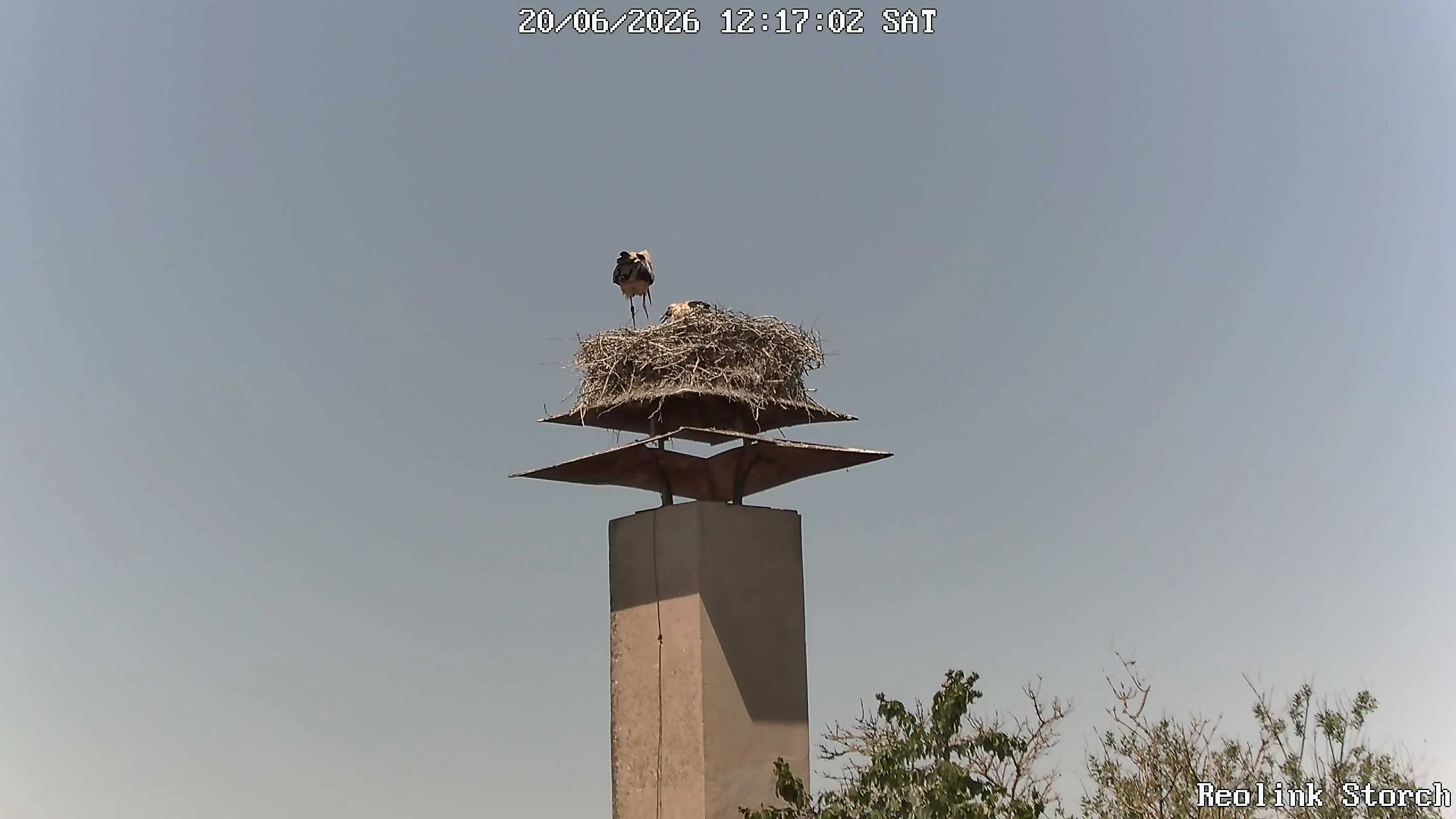 Storchencam Bild