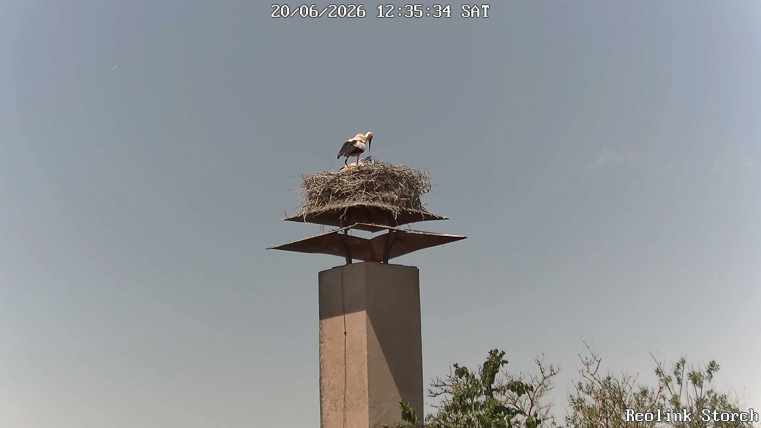 Storchencam Bild