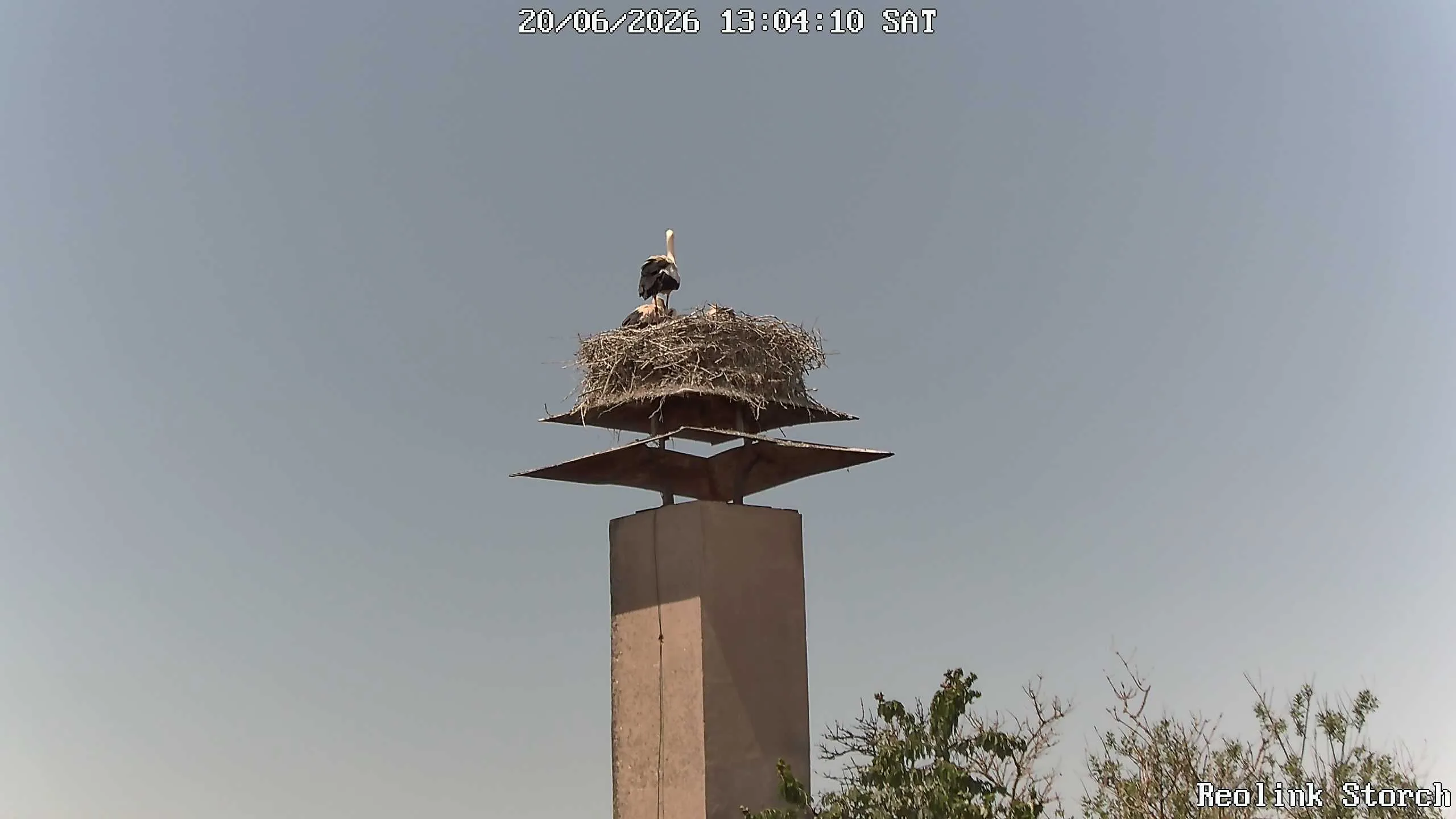 Storchencam Bild