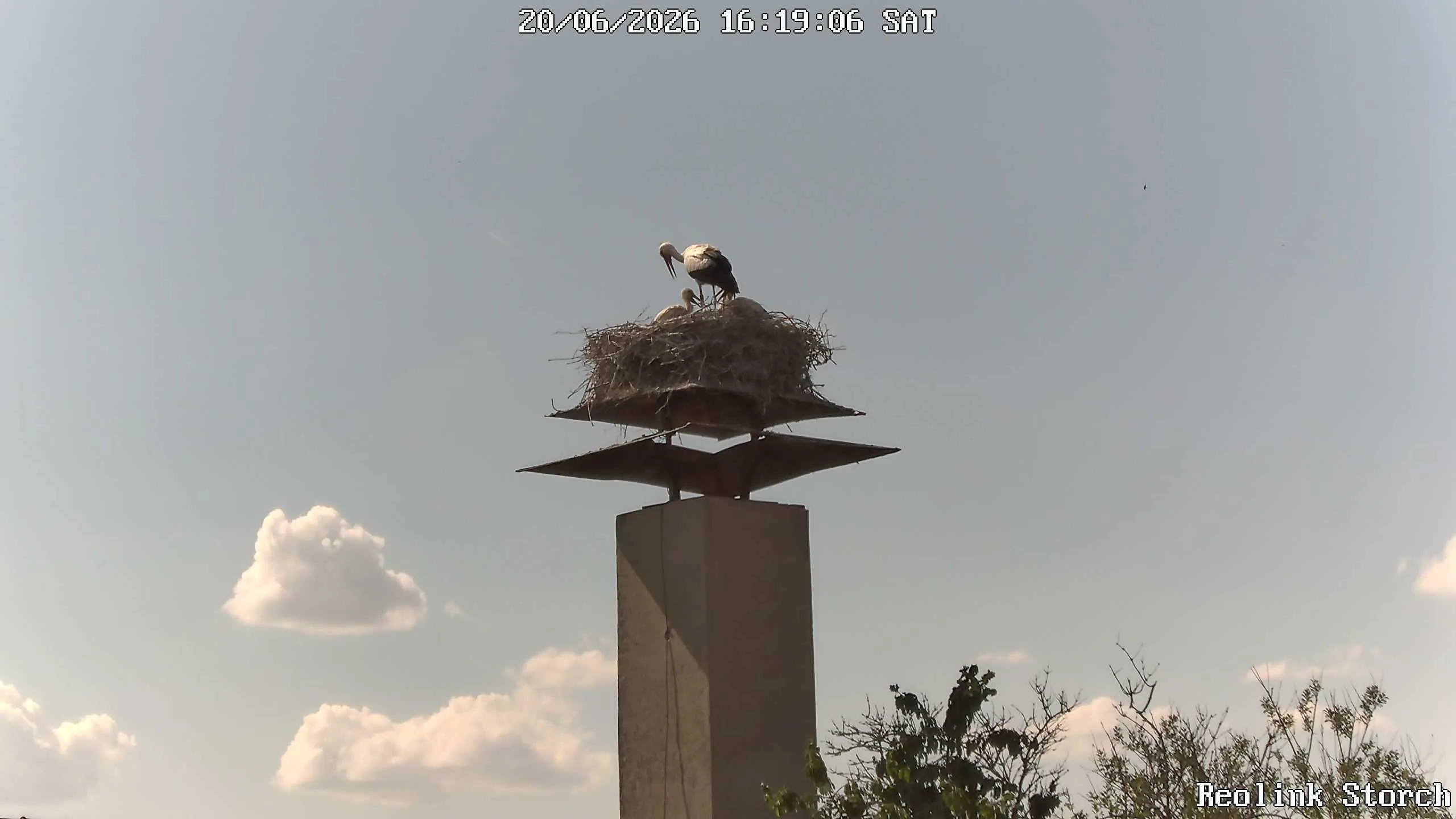 Storchencam Bild
