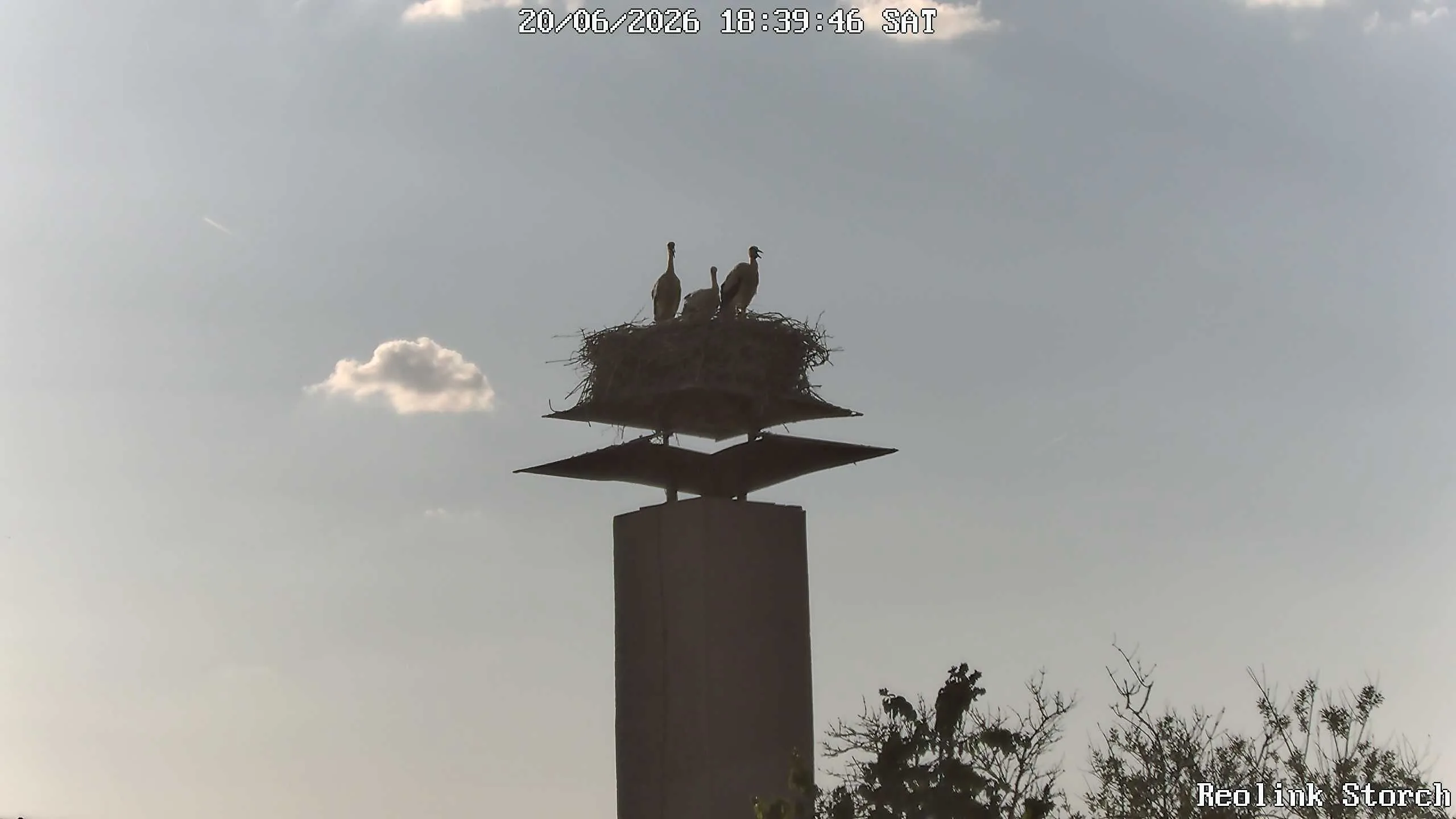 Storchencam Bild