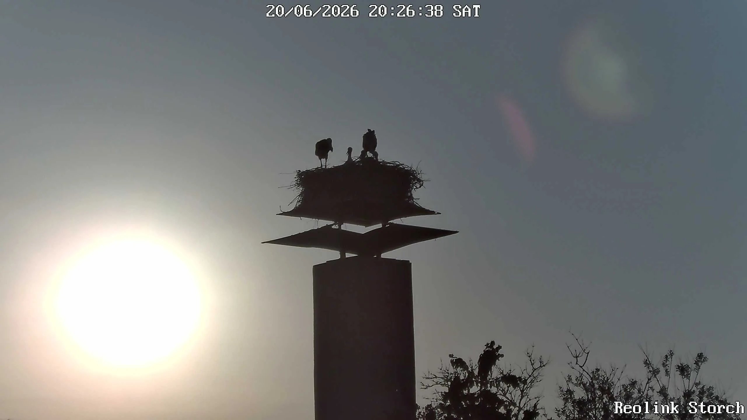 Storchencam Bild