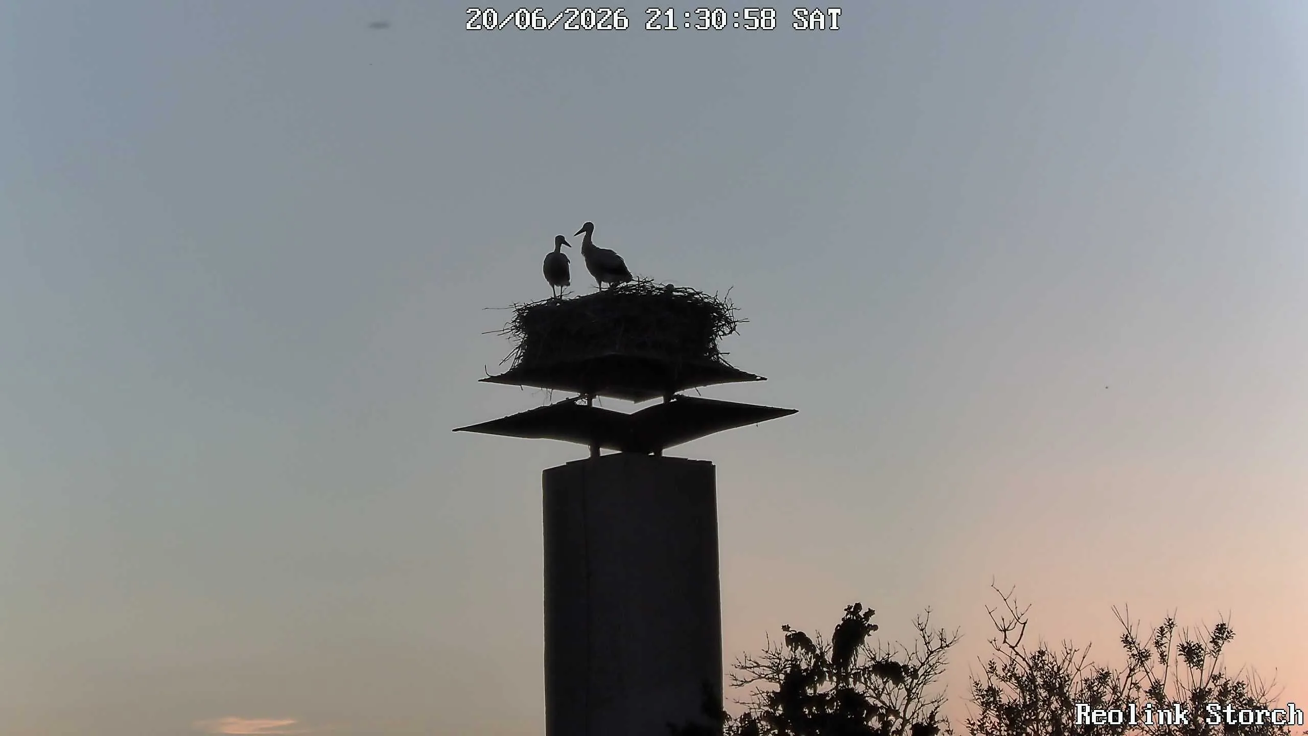 Storchencam Bild