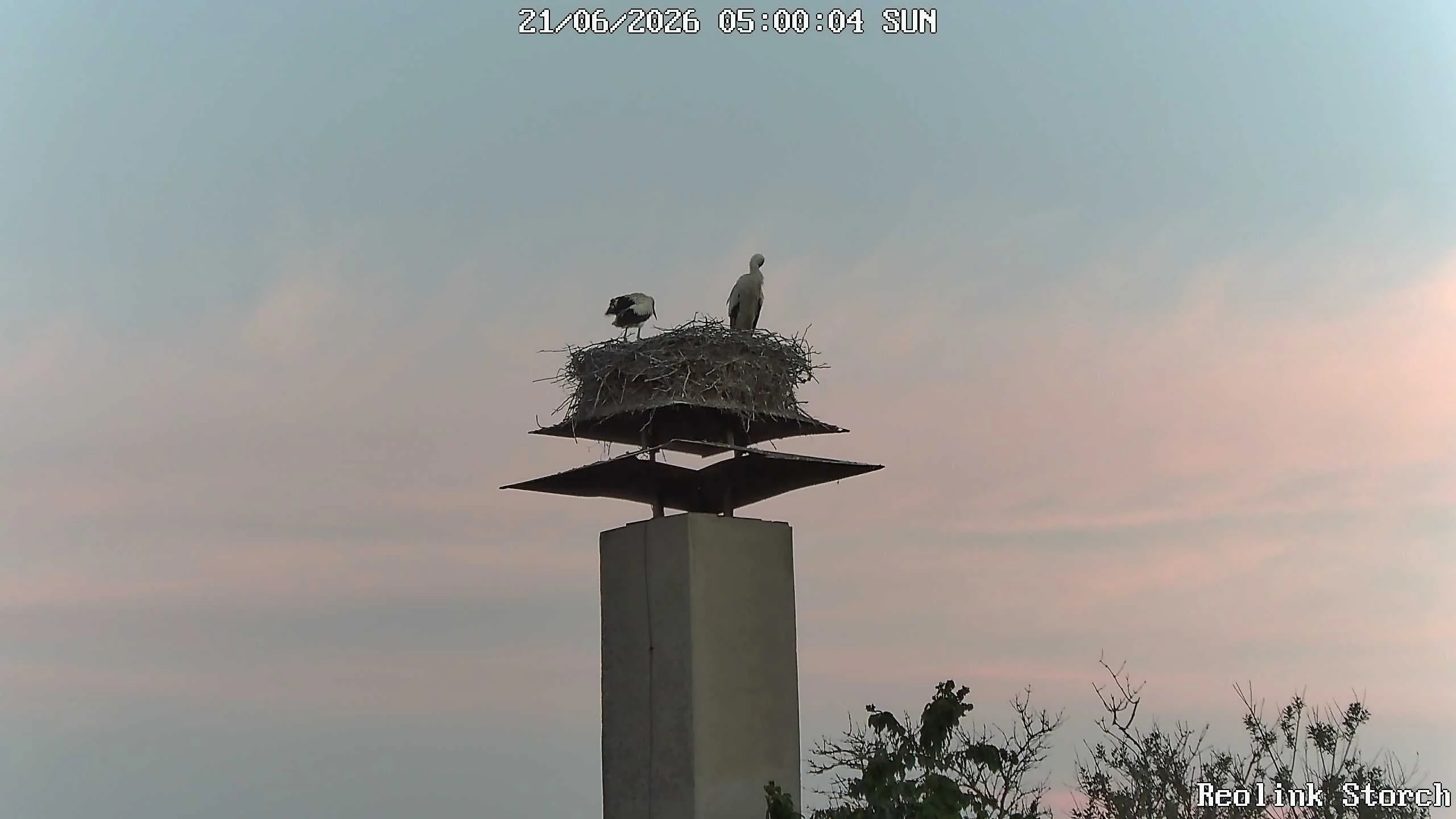 Storchencam Bild