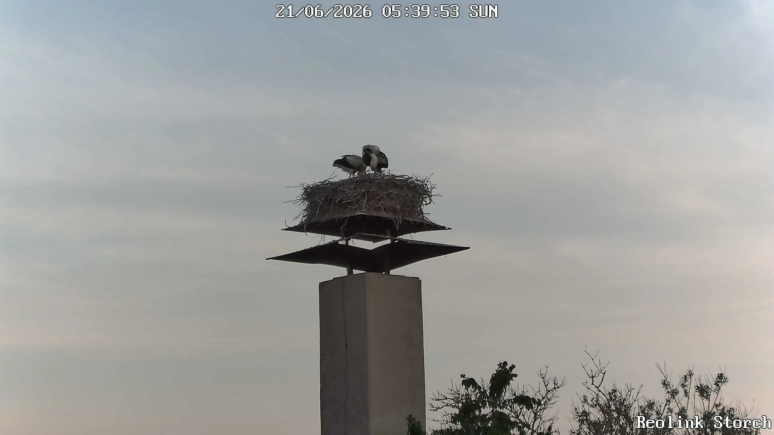 Storchencam Bild