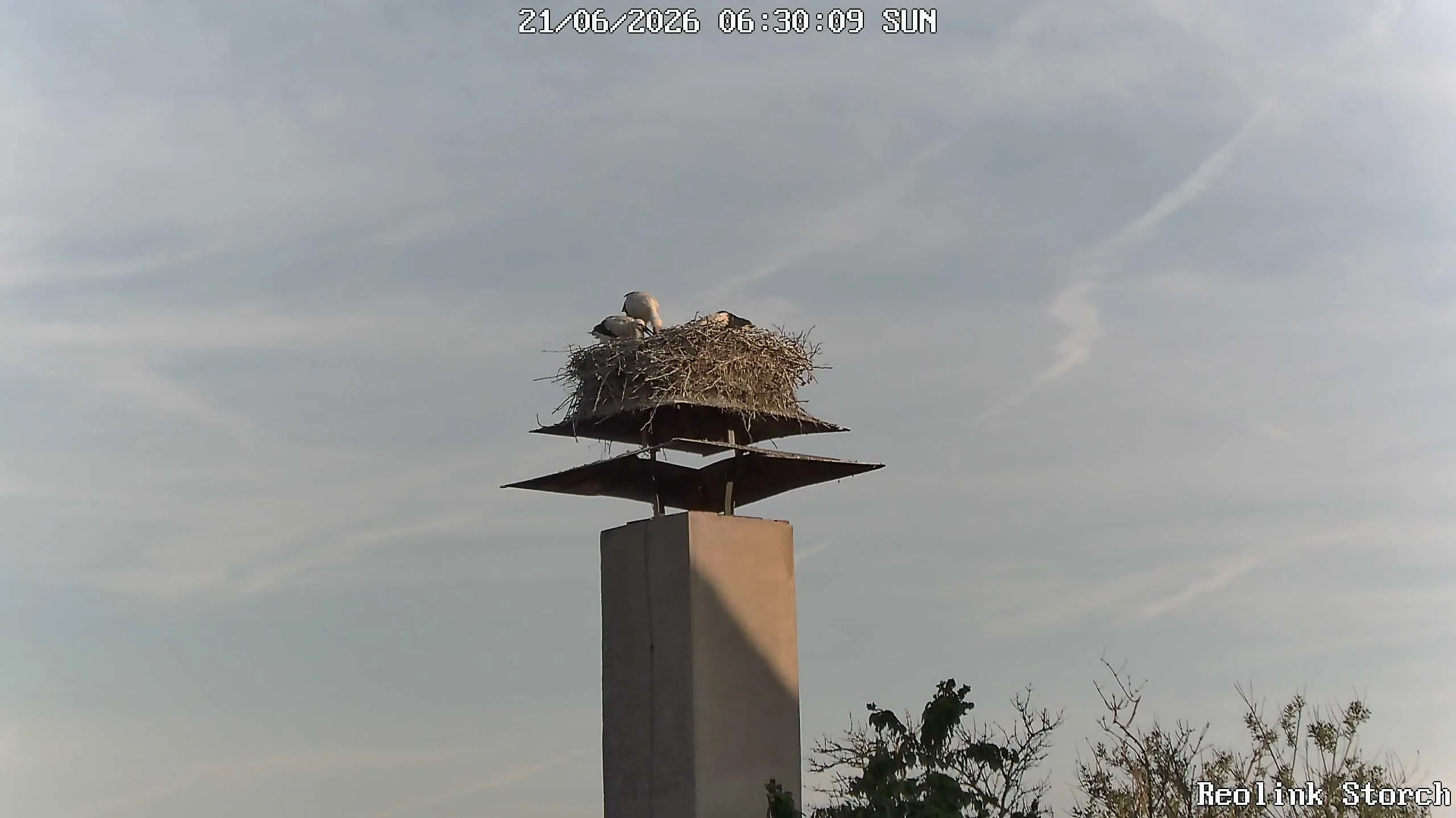 Storchencam Bild