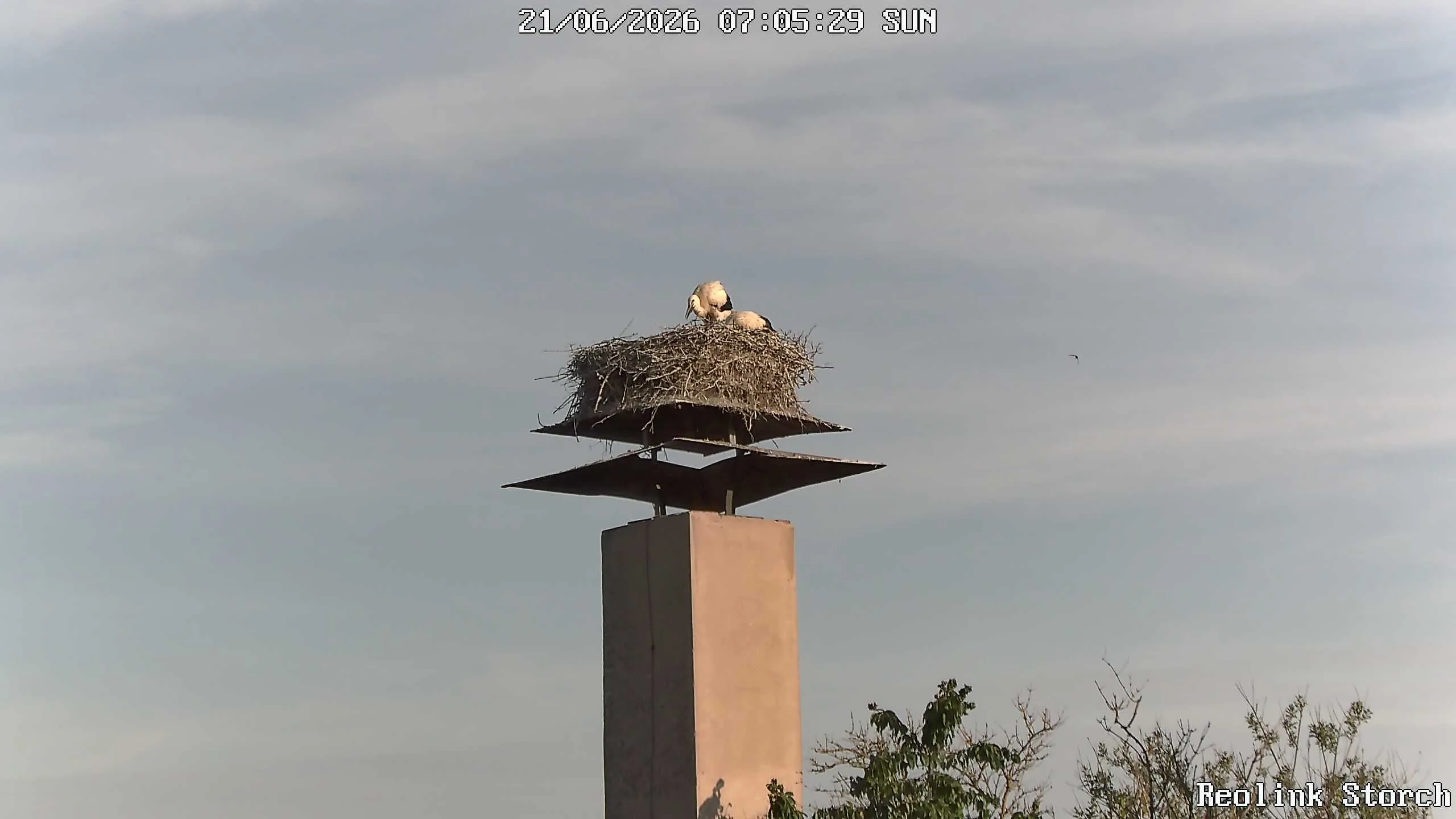 Storchencam Bild