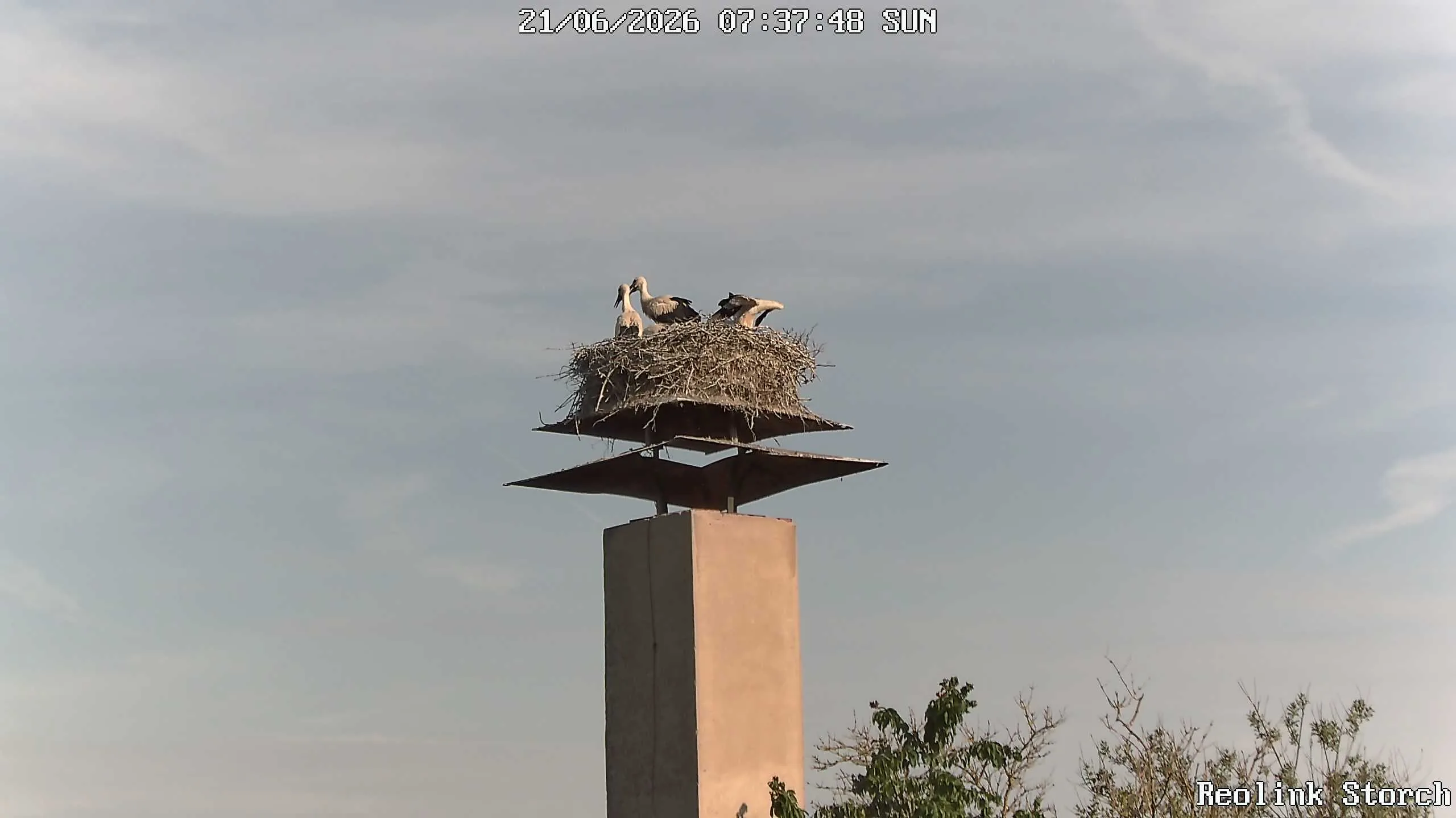Storchencam Bild