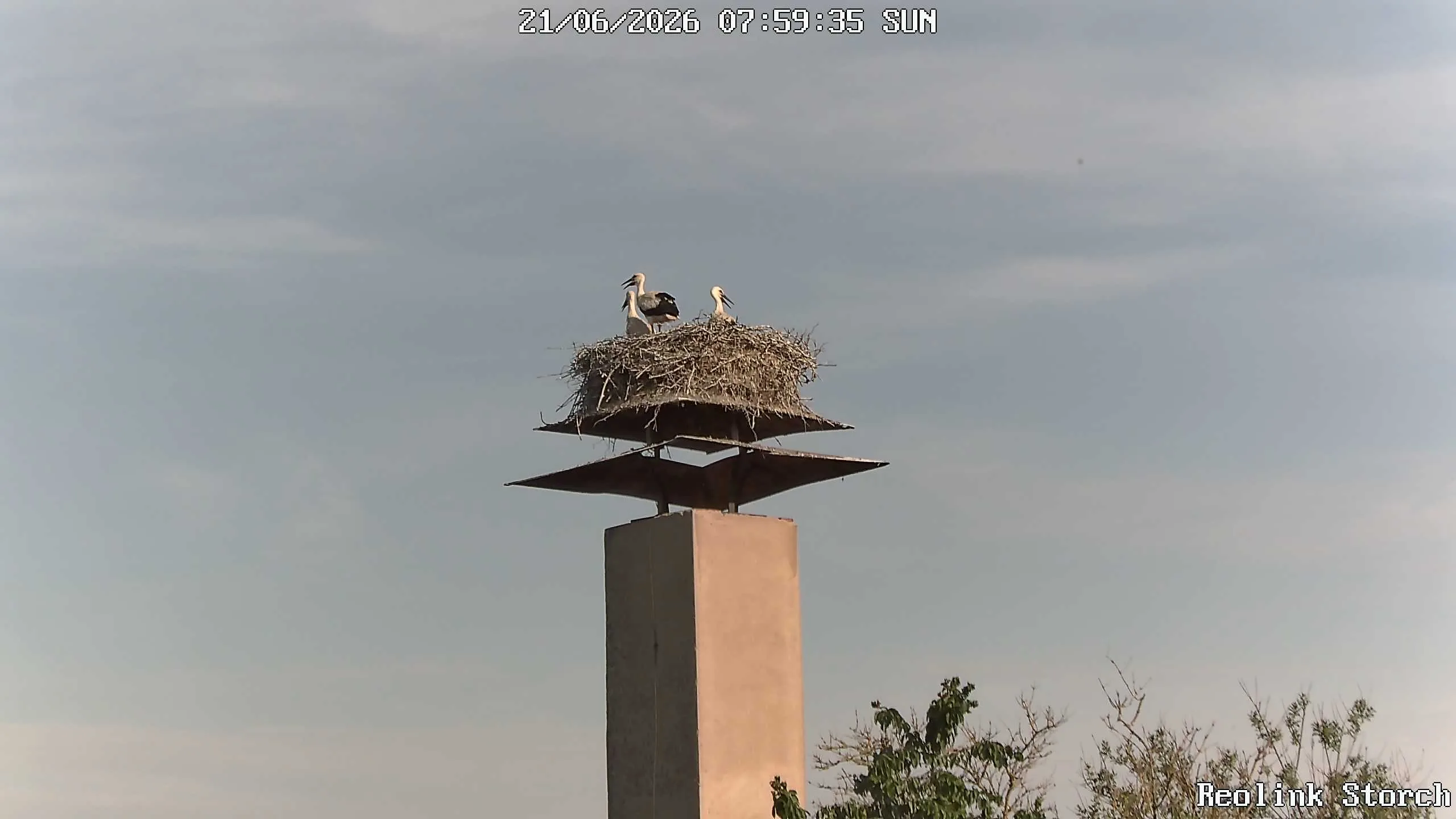 Storchencam Bild