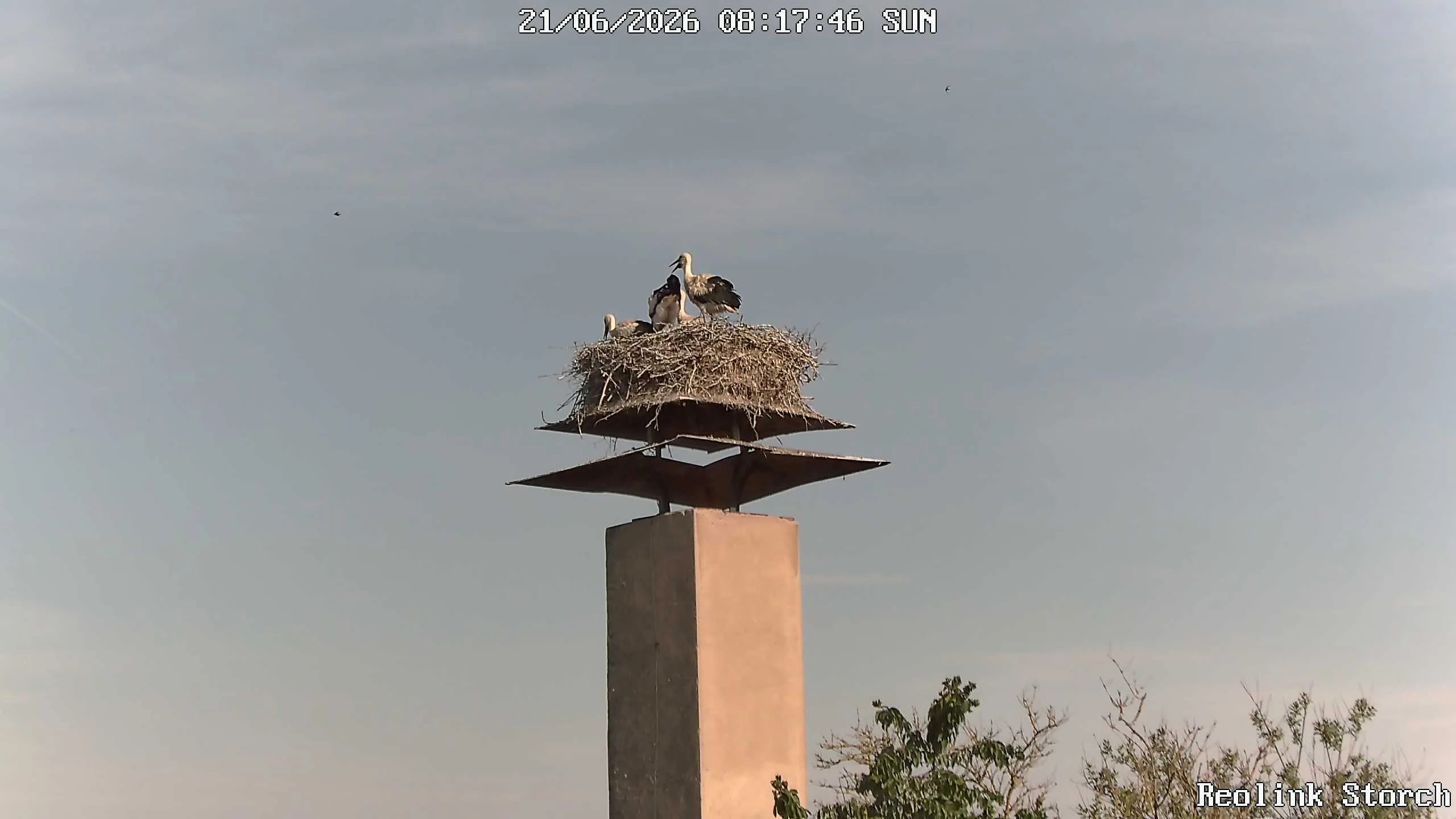 Storchencam Bild