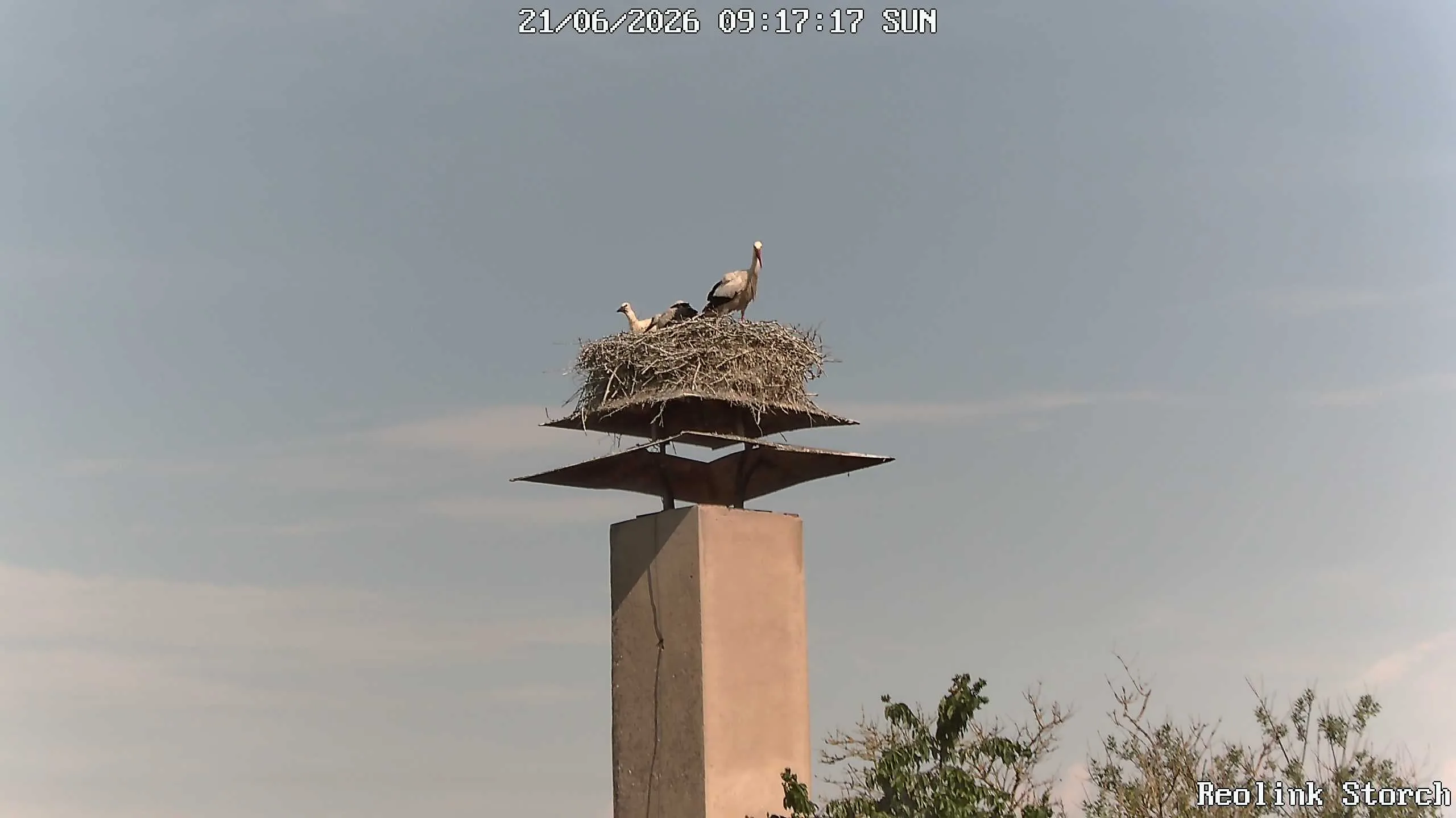 Storchencam Bild