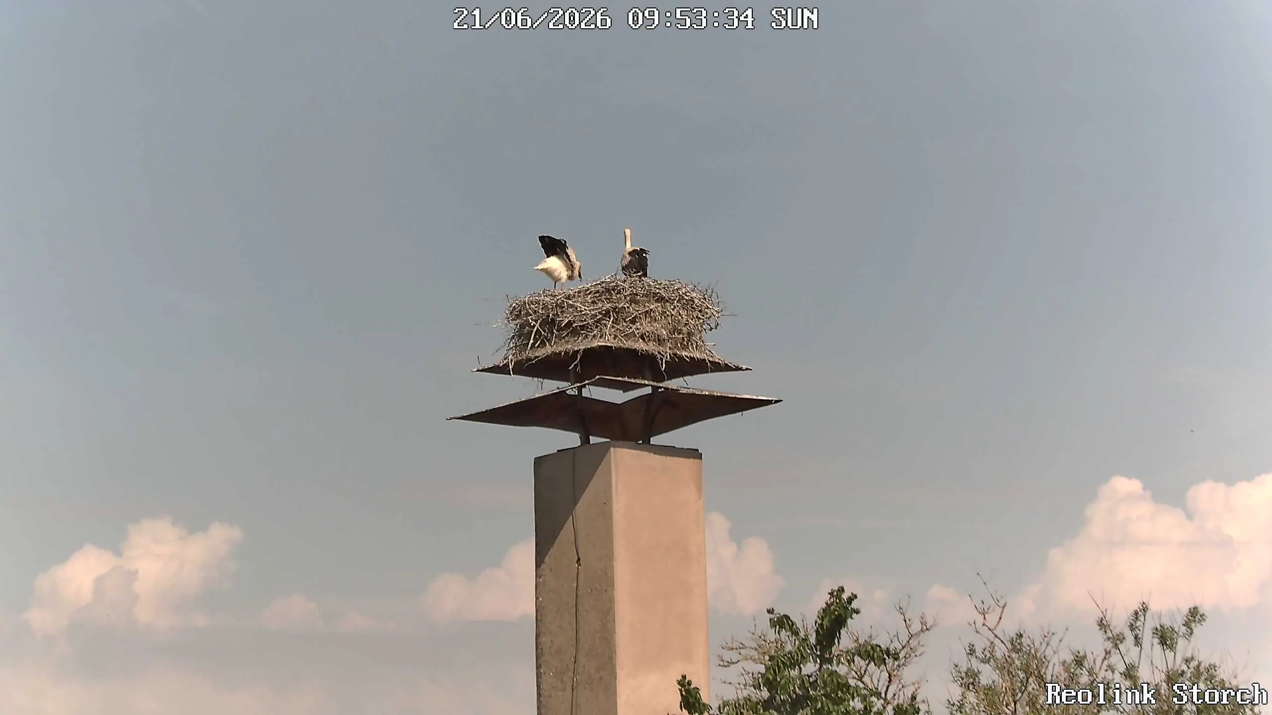 Storchencam Bild