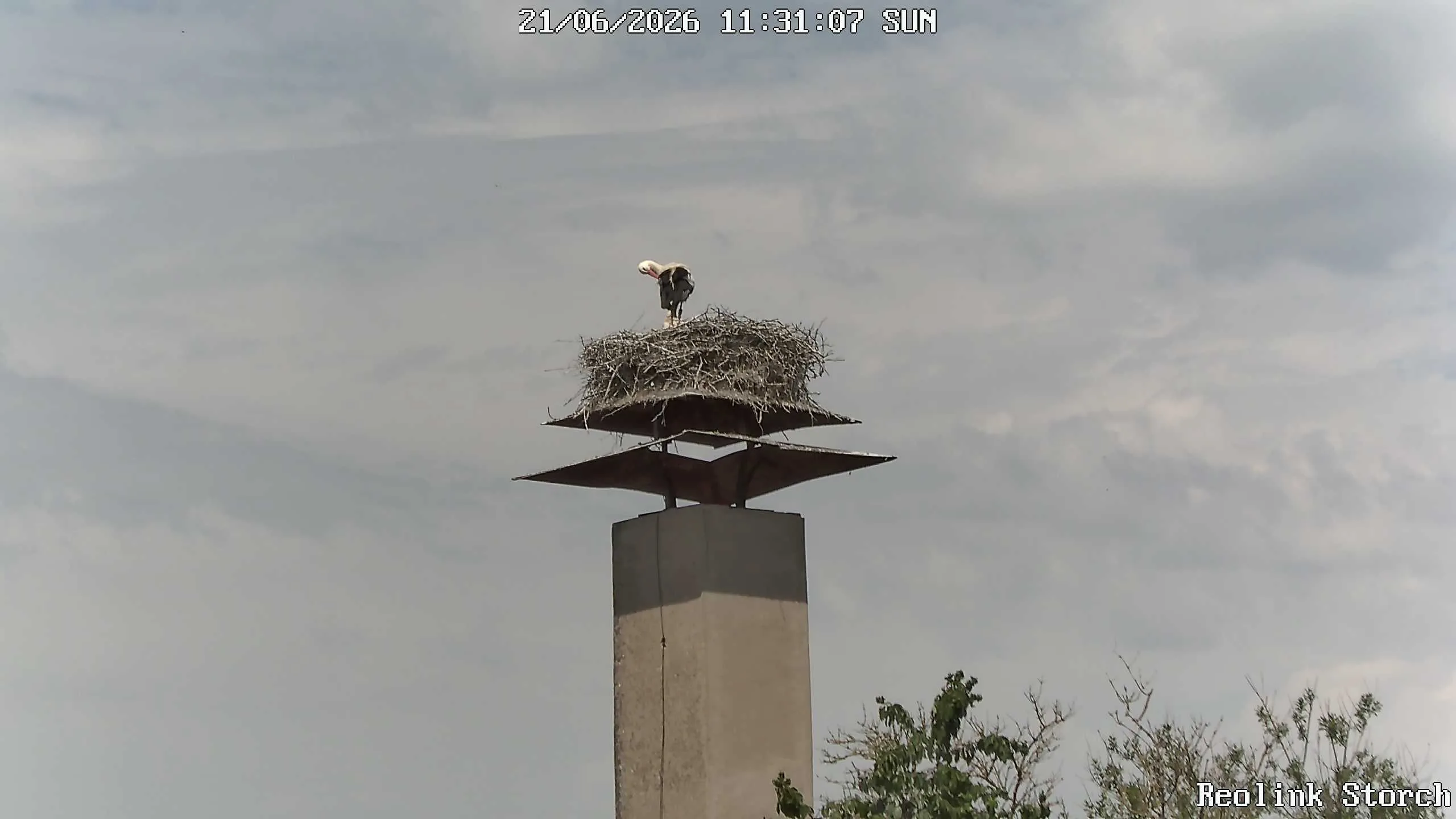 Storchencam Bild