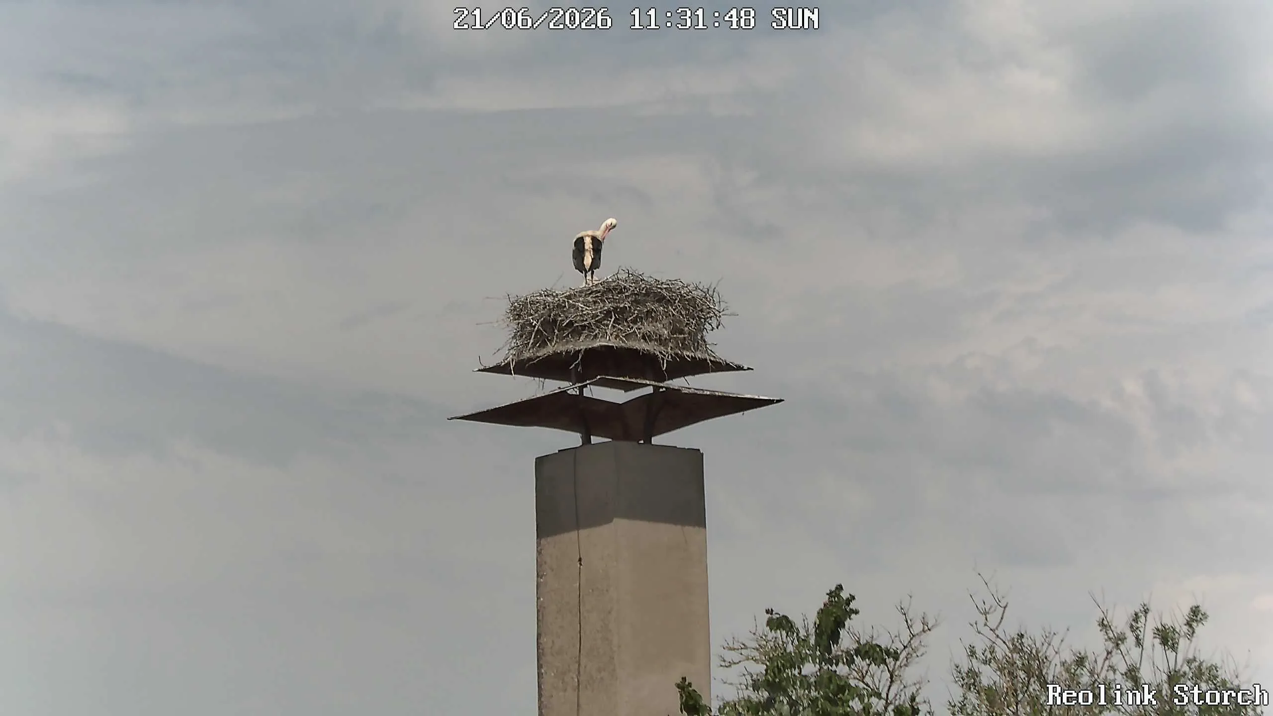 Storchencam Bild