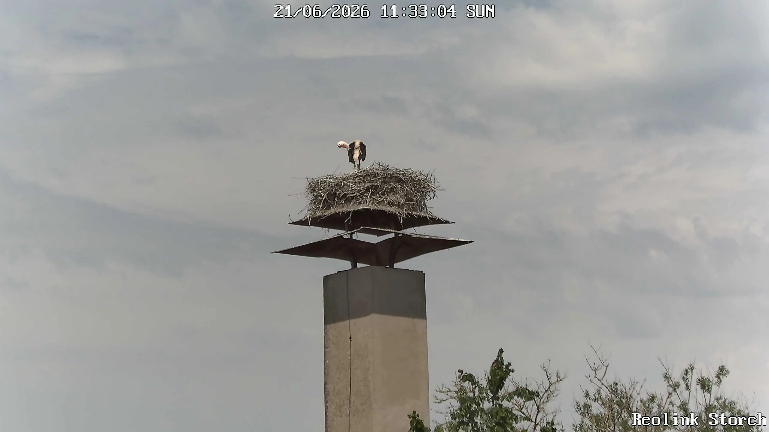 Storchencam Bild