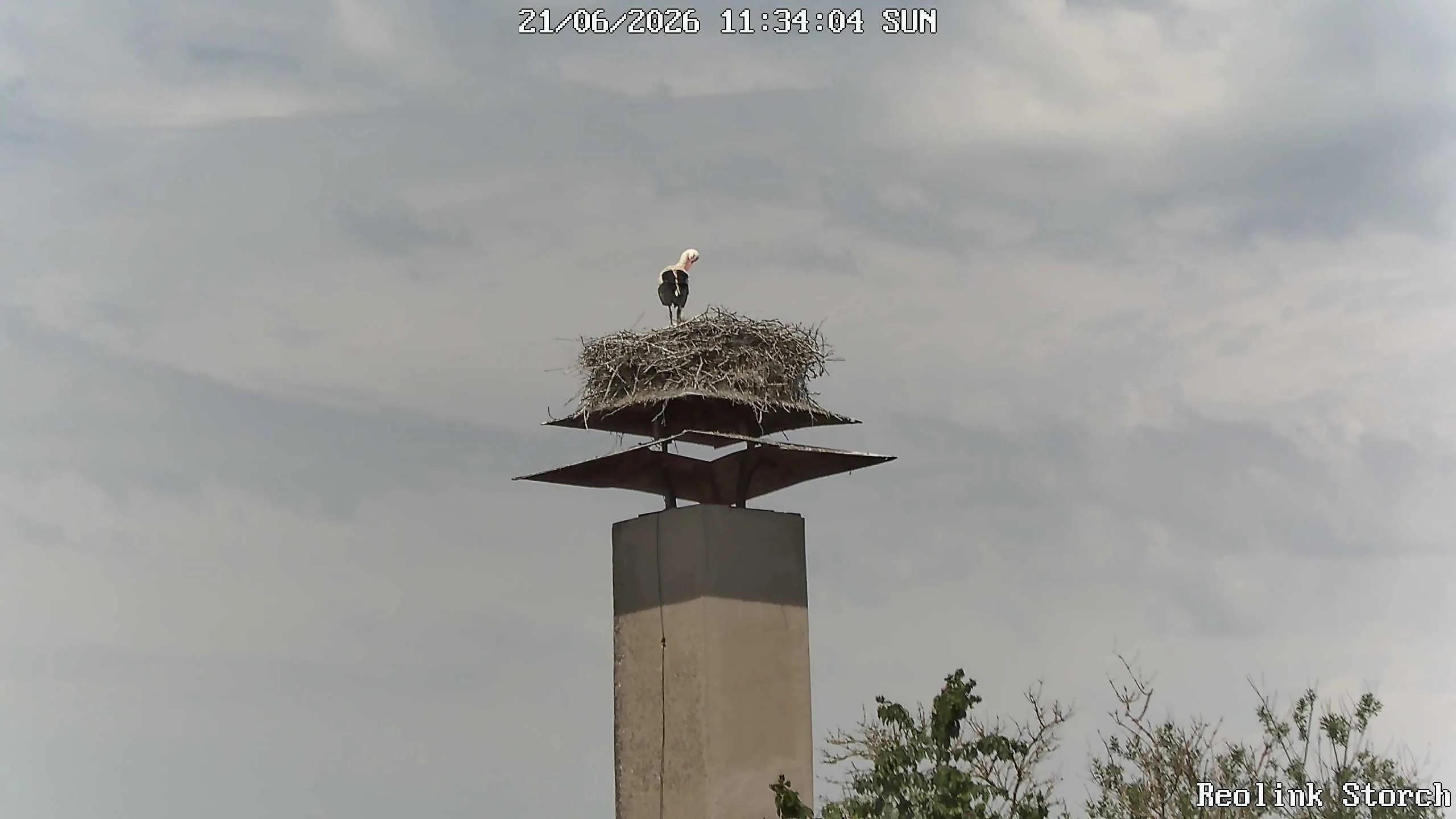 Storchencam Bild