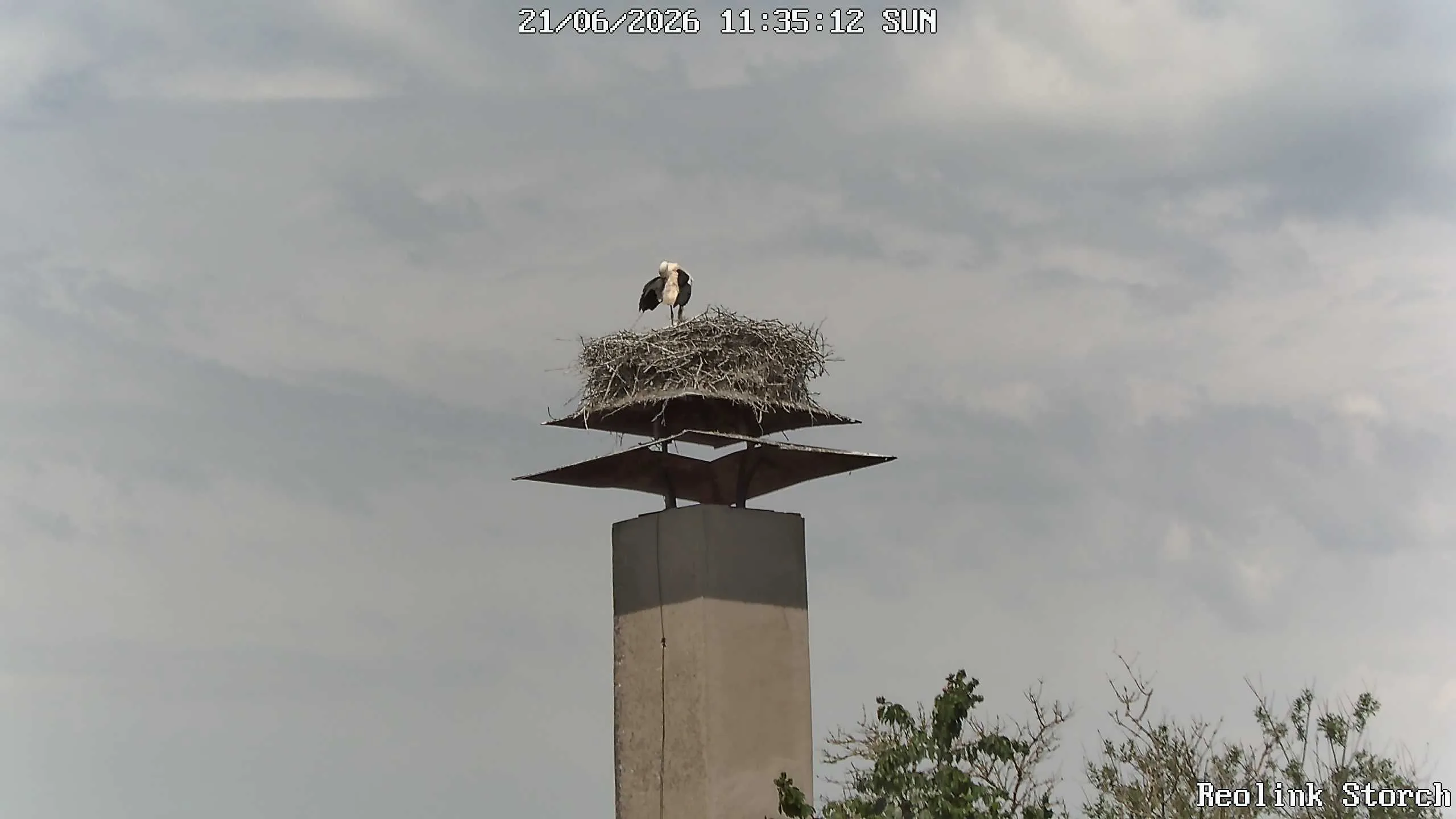 Storchencam Bild