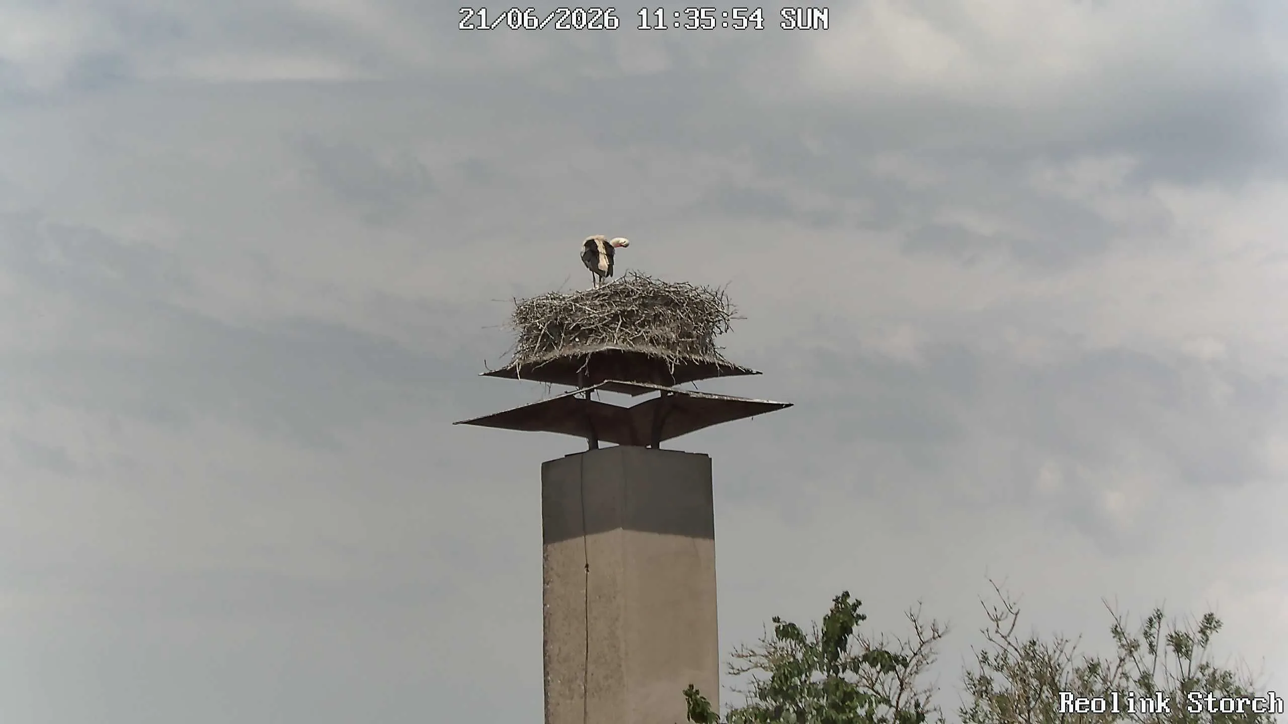 Storchencam Bild