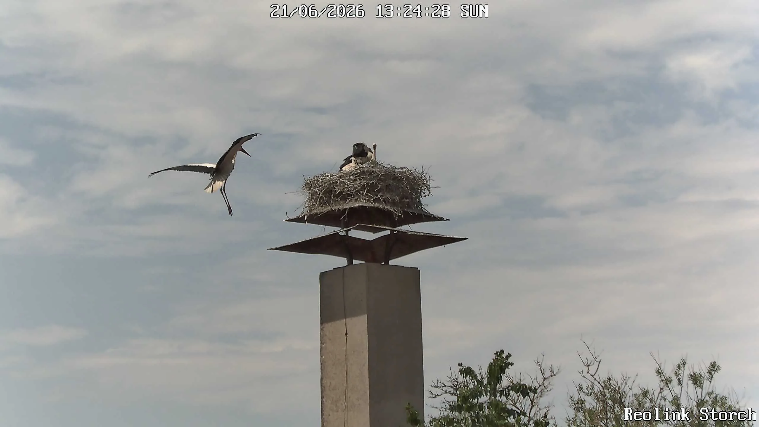 Storchencam Bild