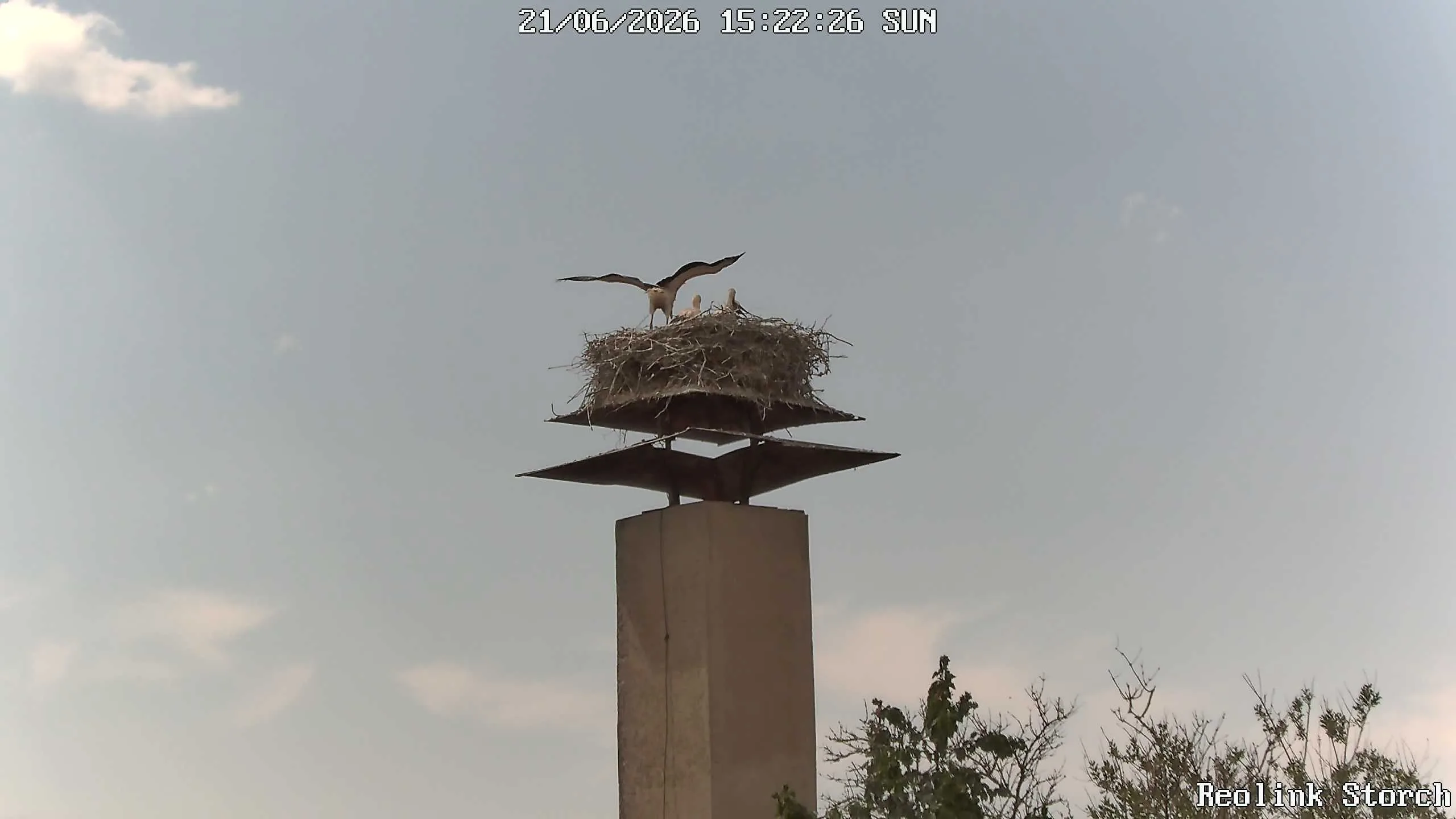 Storchencam Bild