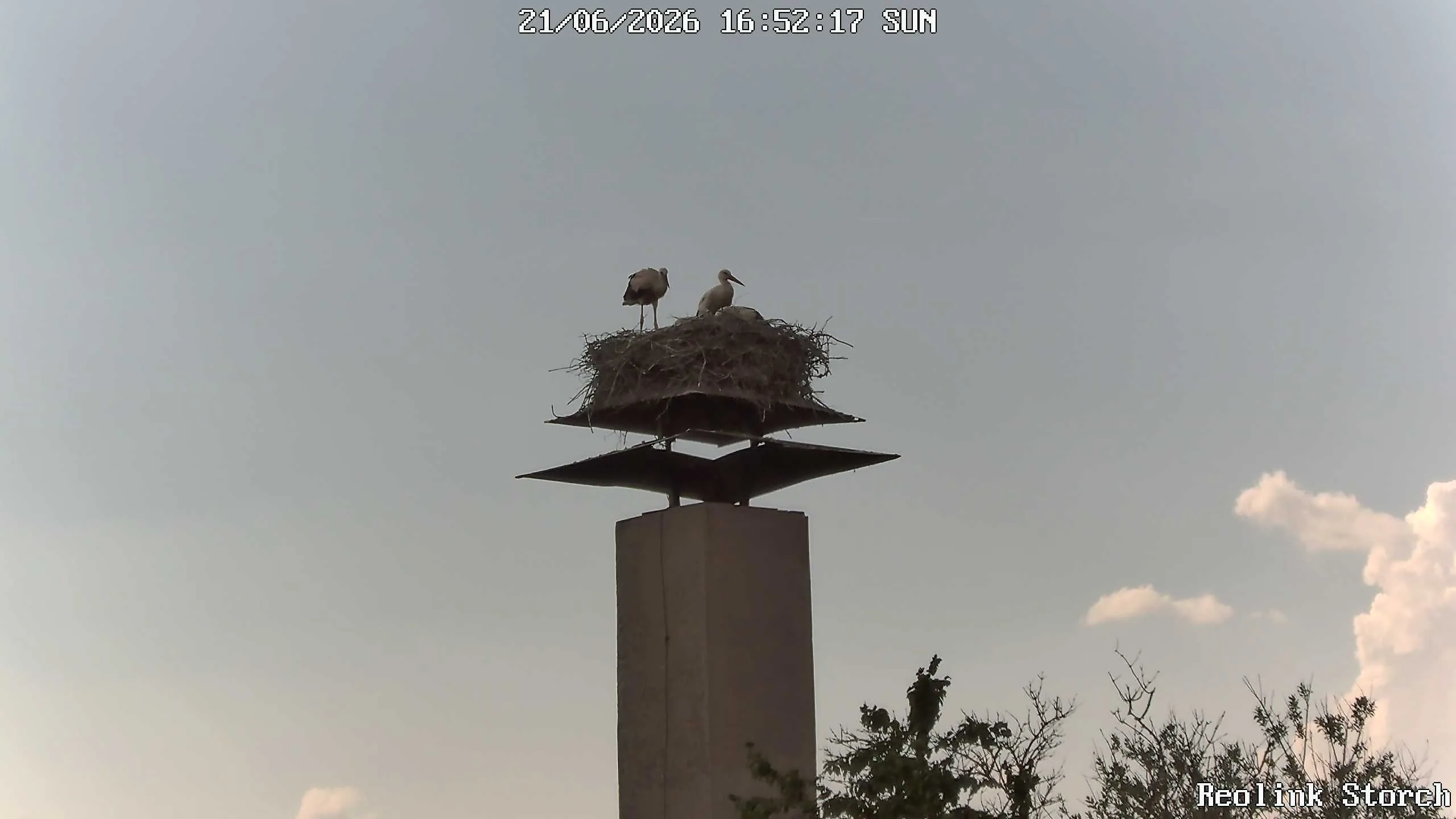 Storchencam Bild