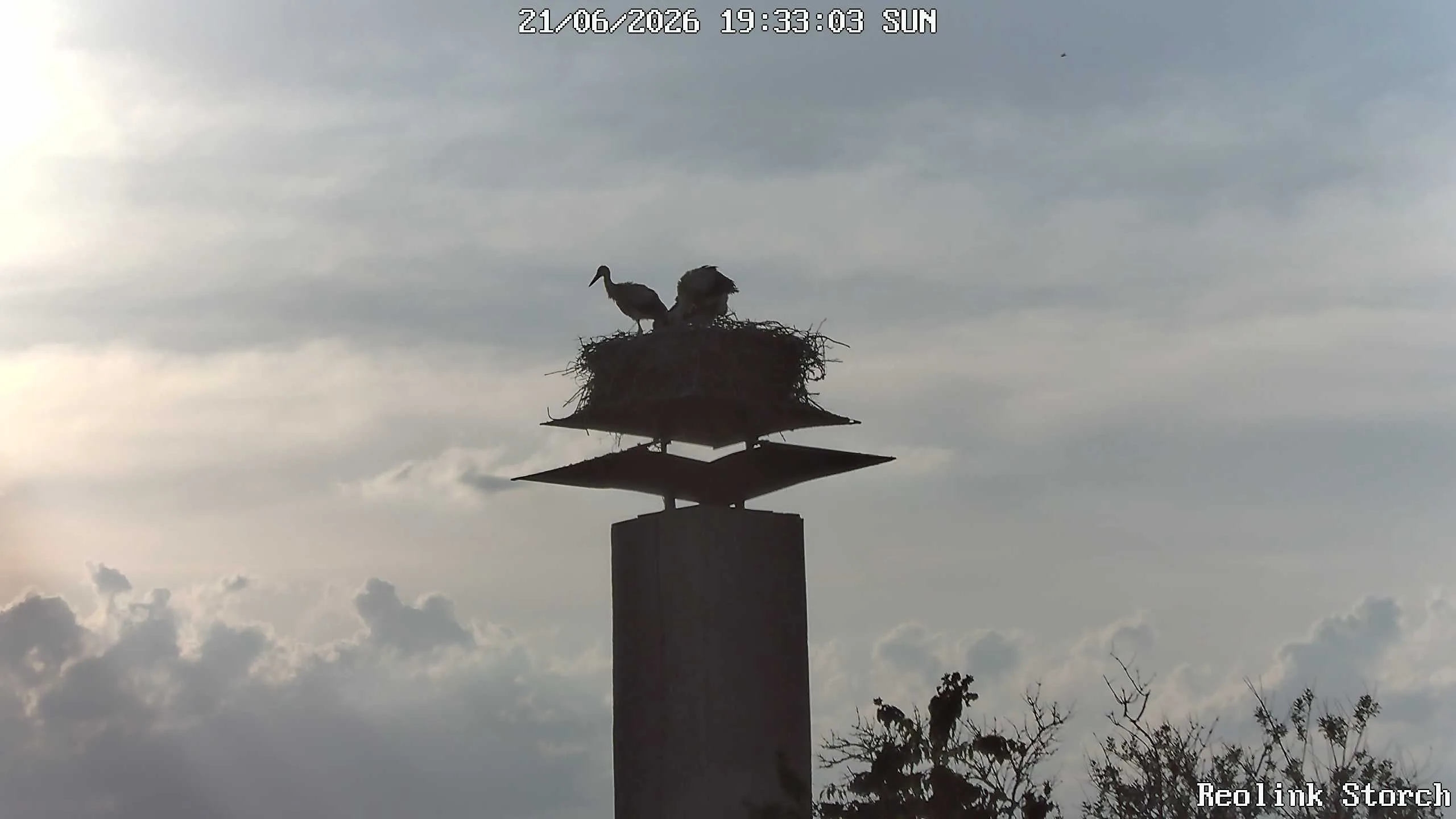 Storchencam Bild