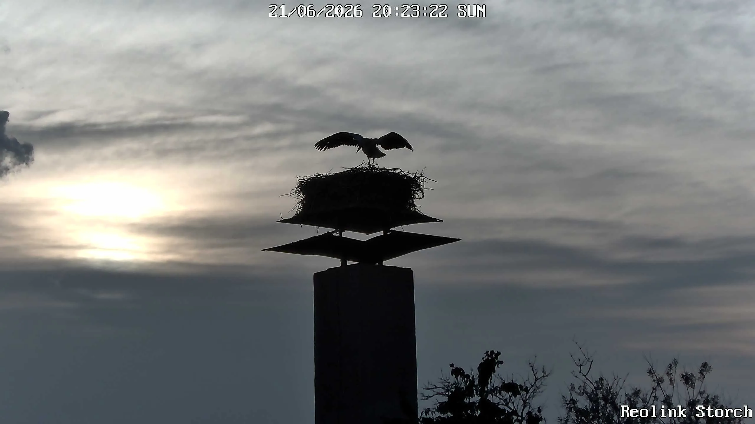 Storchencam Bild