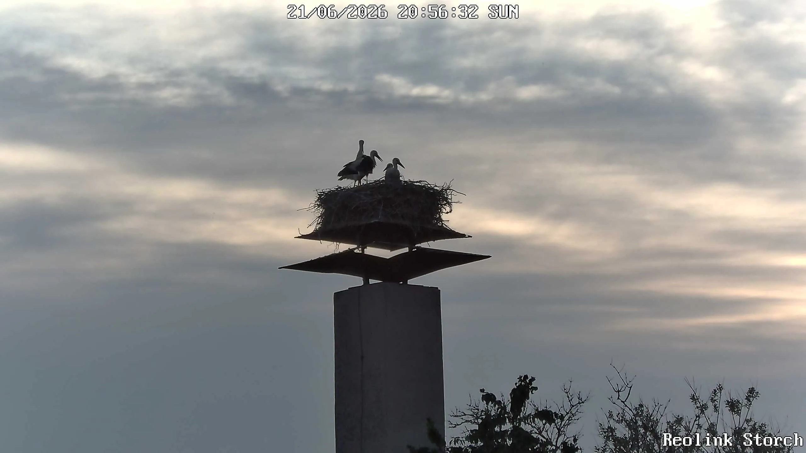 Storchencam Bild