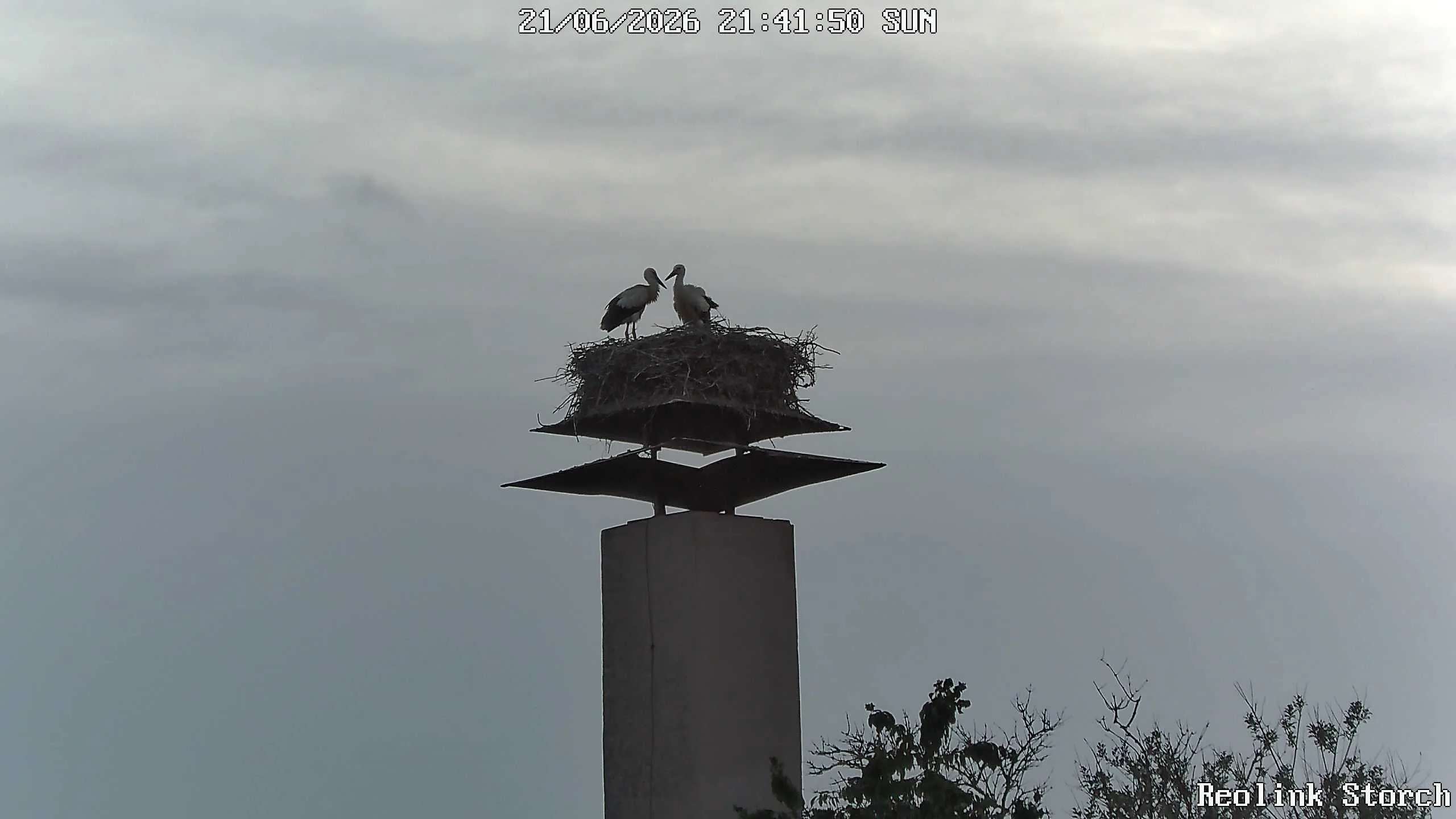 Storchencam Bild