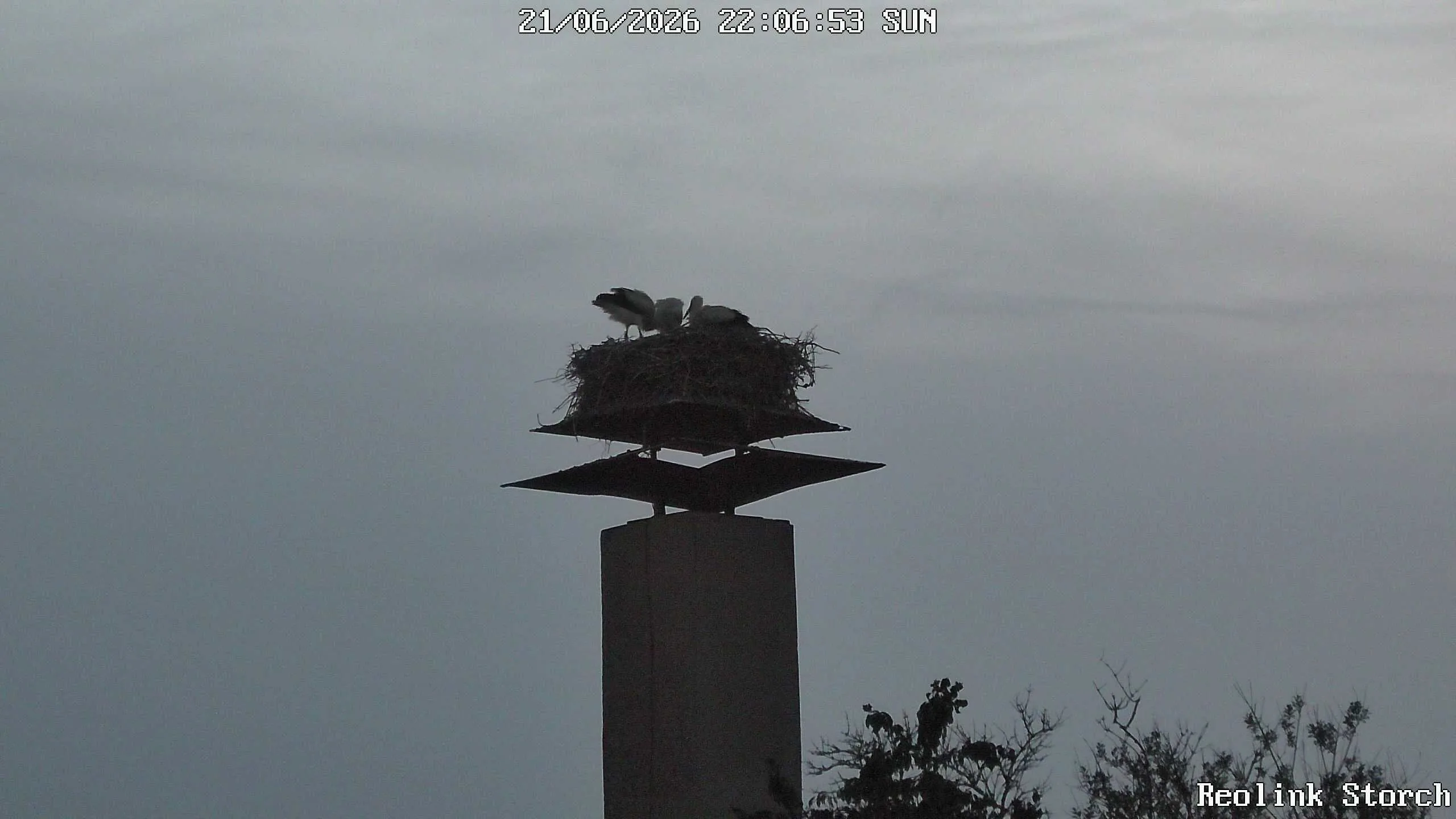 Storchencam Bild