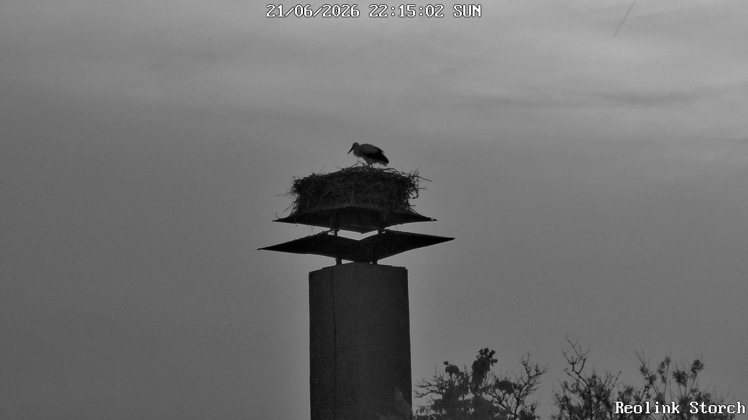 Storchencam Bild